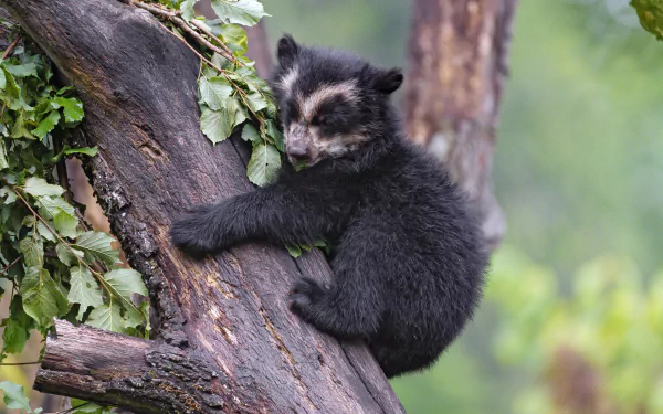  A Spectacled bear cub, also known as the Andean bear