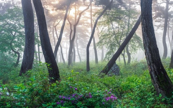 Nature Forest Fog Korea HD Wallpaper | Background Image