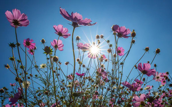 nature Cosmos (Plant) HD Desktop Wallpaper | Background Image