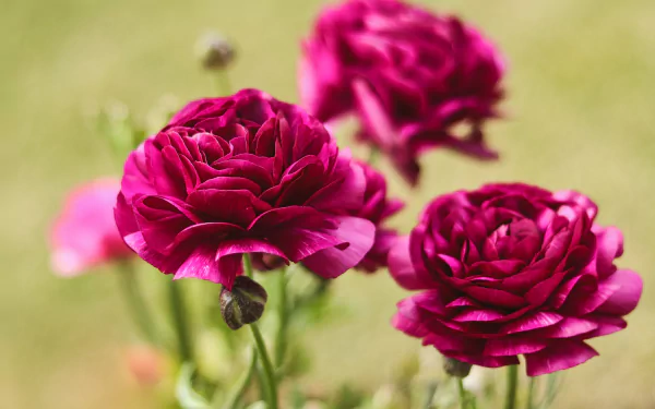 nature ranuncula HD Desktop Wallpaper | Background Image