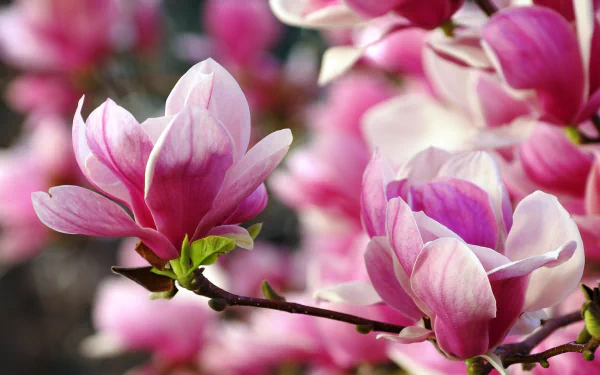 nature magnolia HD Desktop Wallpaper | Background Image