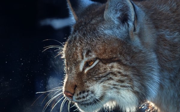 Animal Lynx Cats HD Wallpaper | Background Image