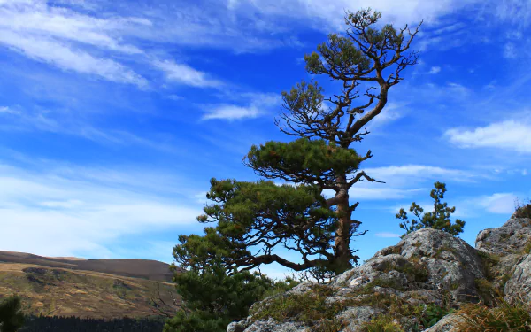 pine sky nature pine tree HD Desktop Wallpaper | Background Image