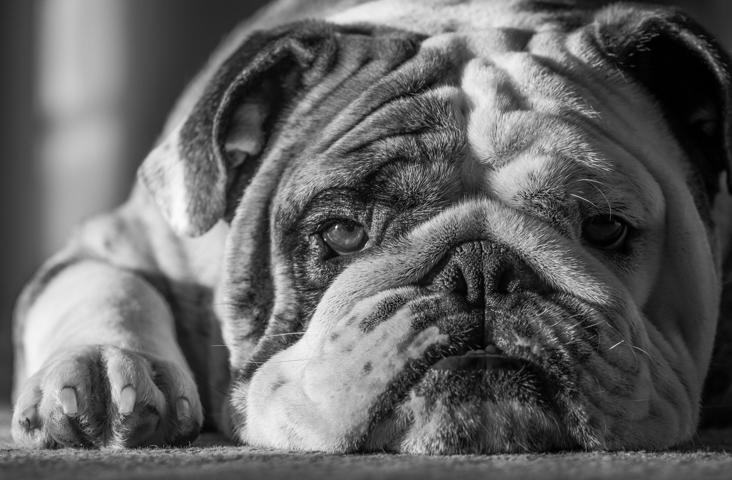 Download Black &amp; White Dog Animal Bulldog HD Wallpaper