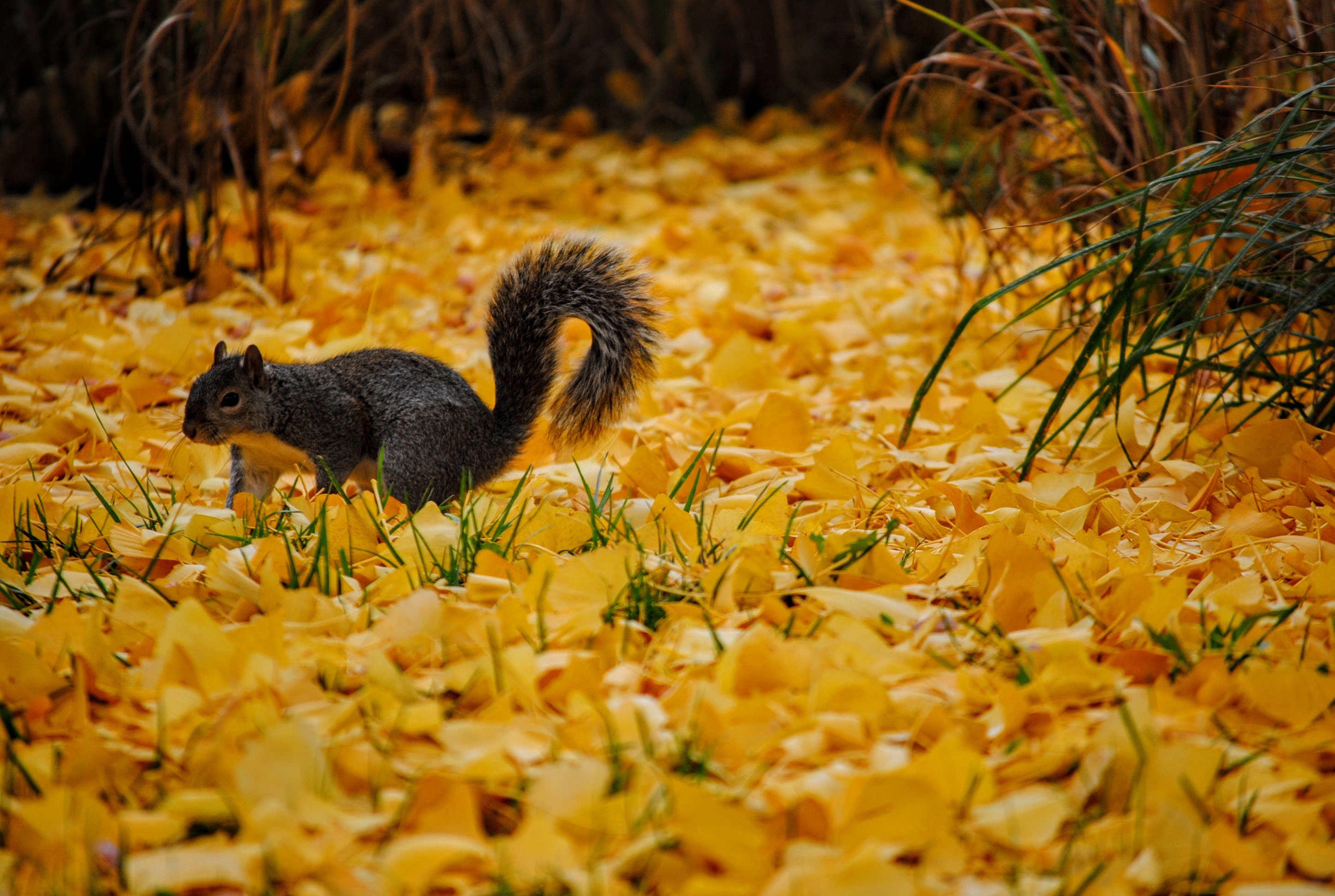 Осенний зверь. Красивая осень. Природа осенью. Осень животные. Живая природа осенью.