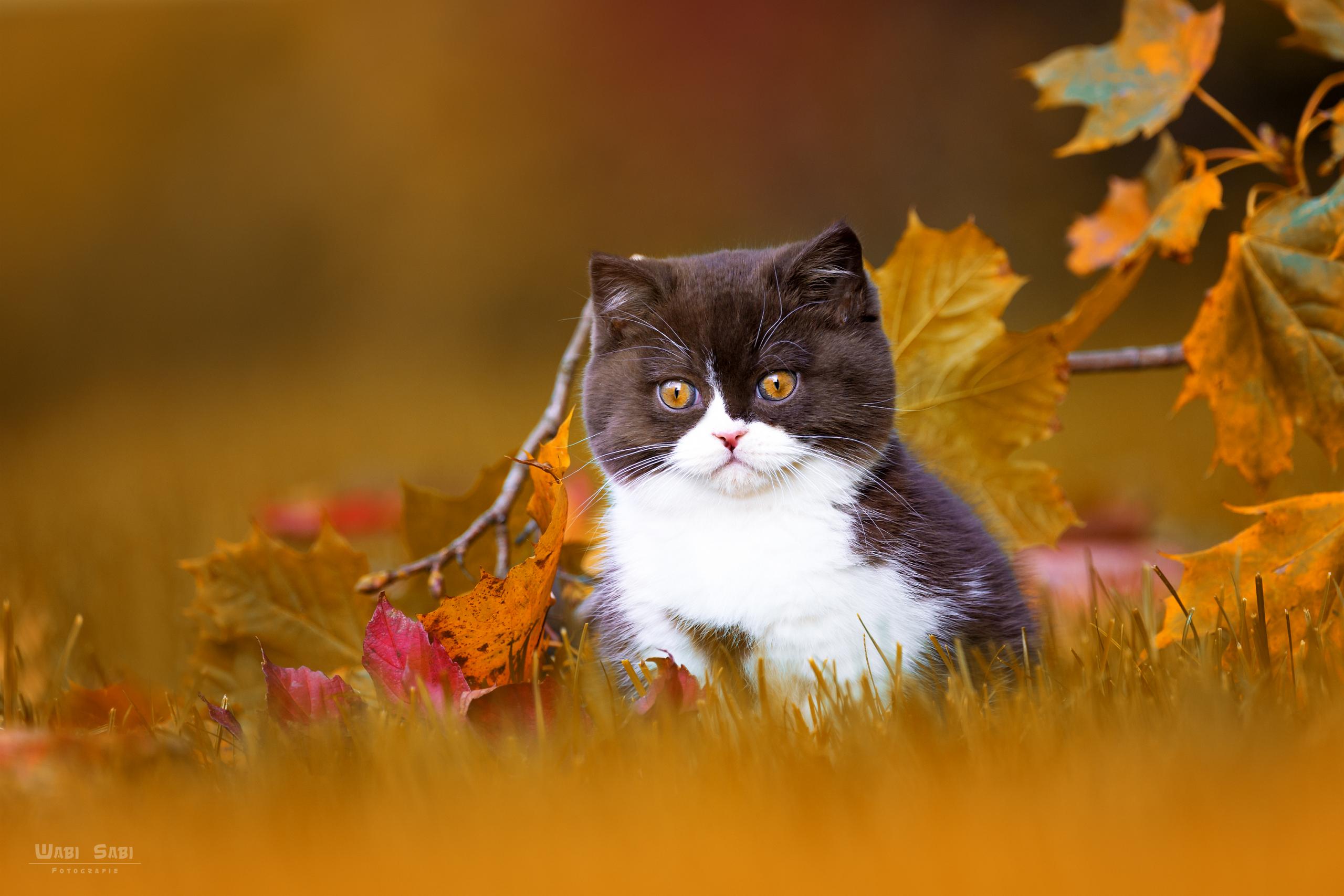 Majestic Cat Hd View