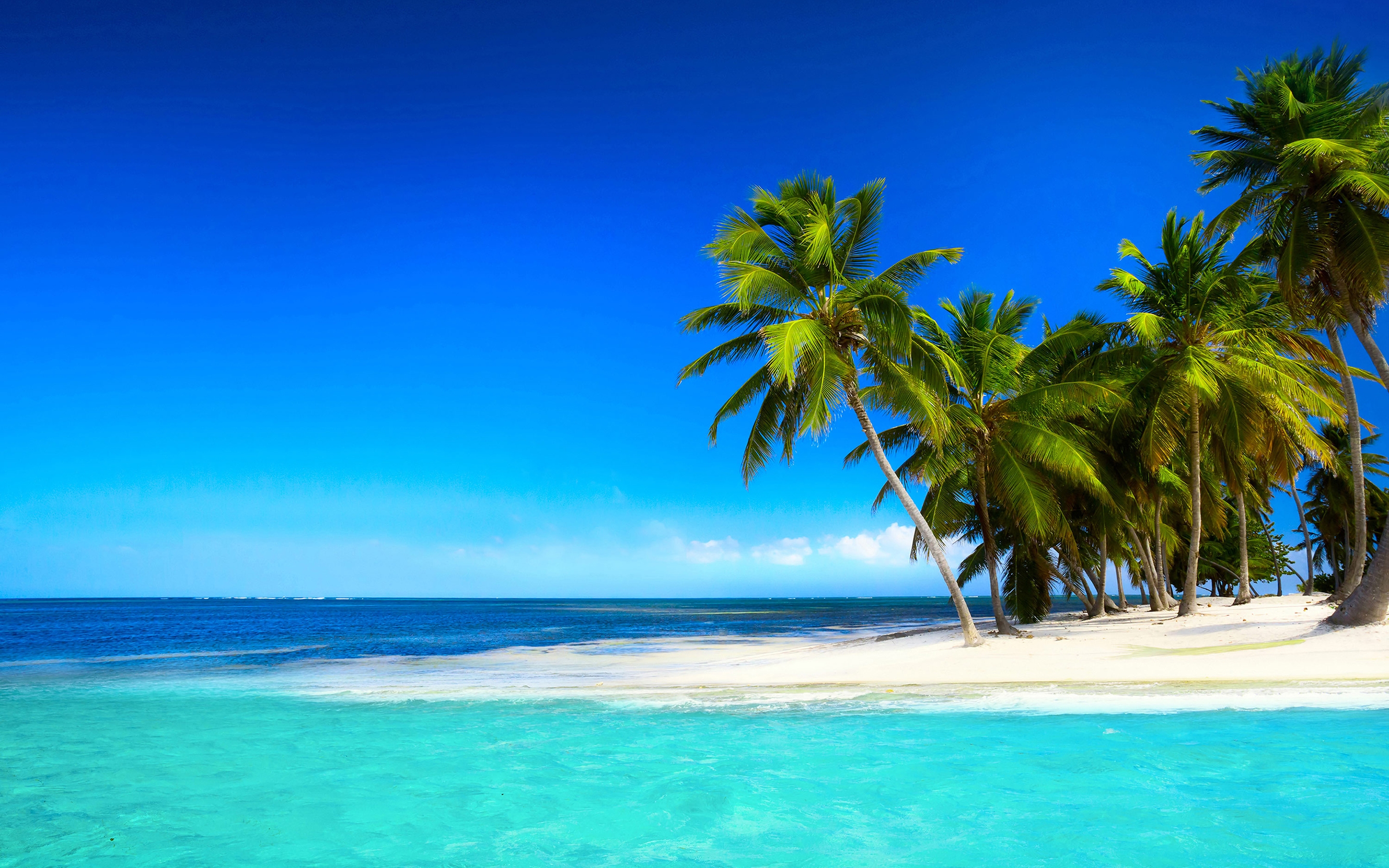 Download Ocean Palm Tree Tropical Nature Beach HD Wallpaper