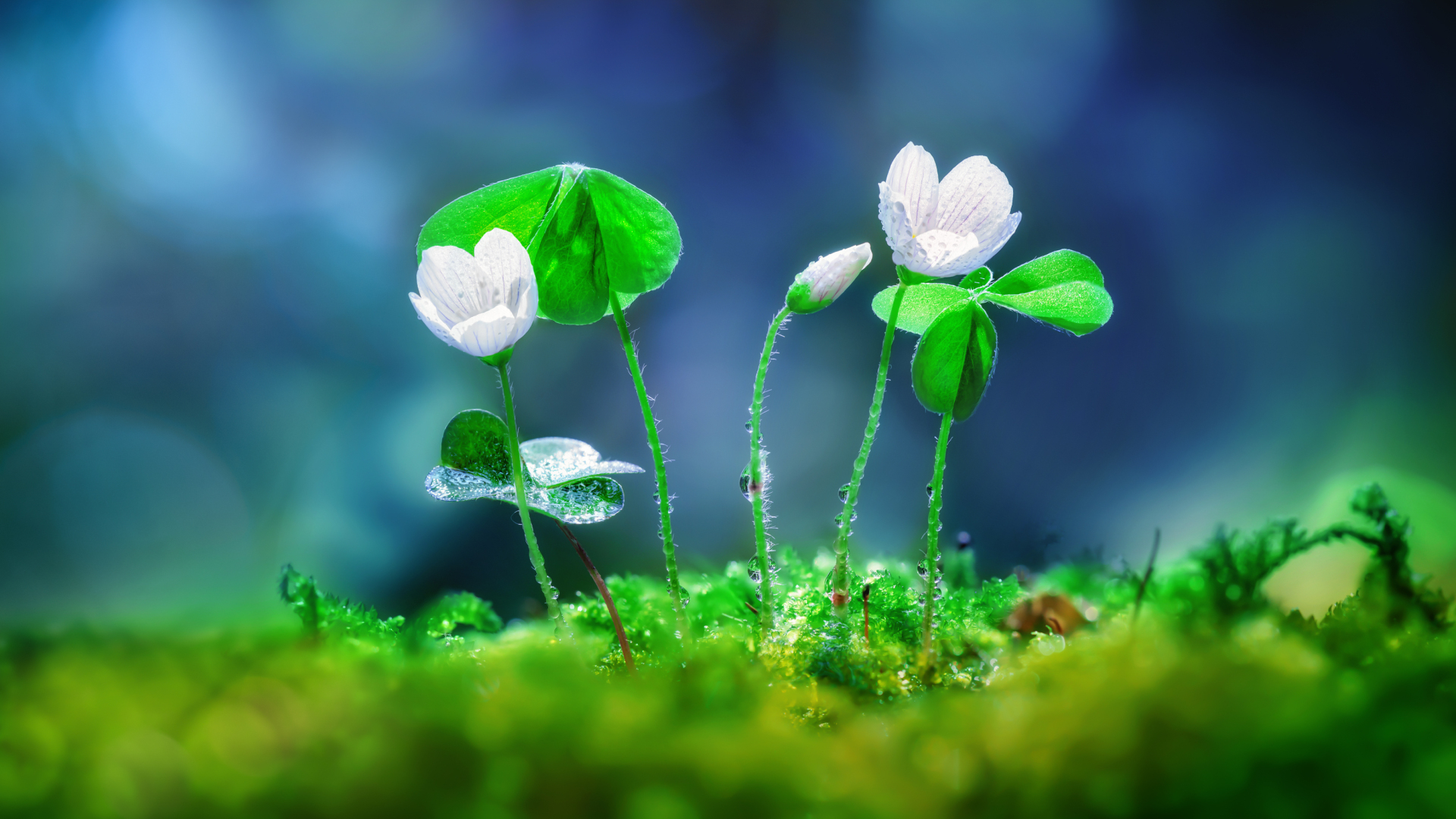 Nature Flower HD Wallpaper | Background Image