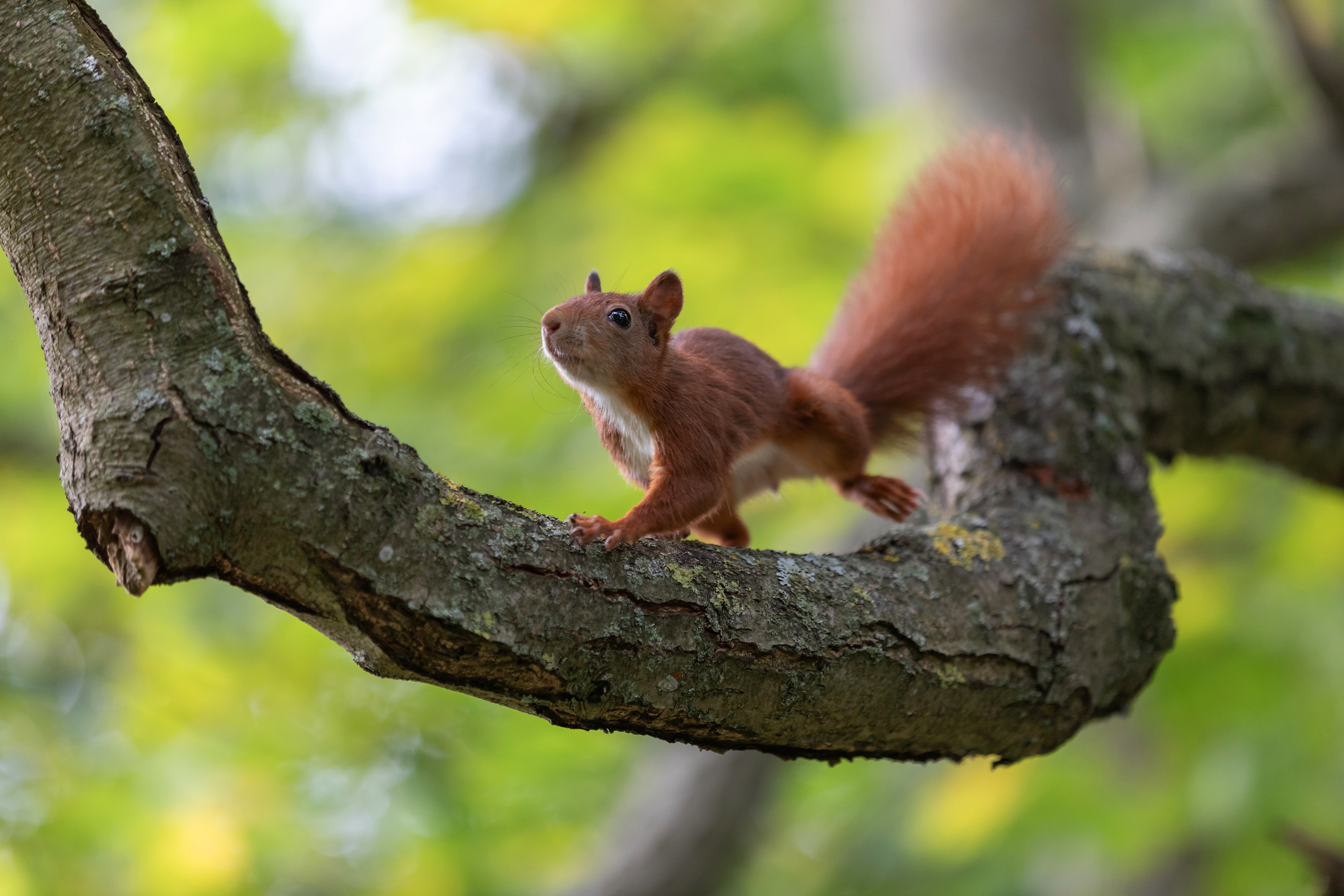 Download Rodent Animal Squirrel 4k Ultra HD Wallpaper