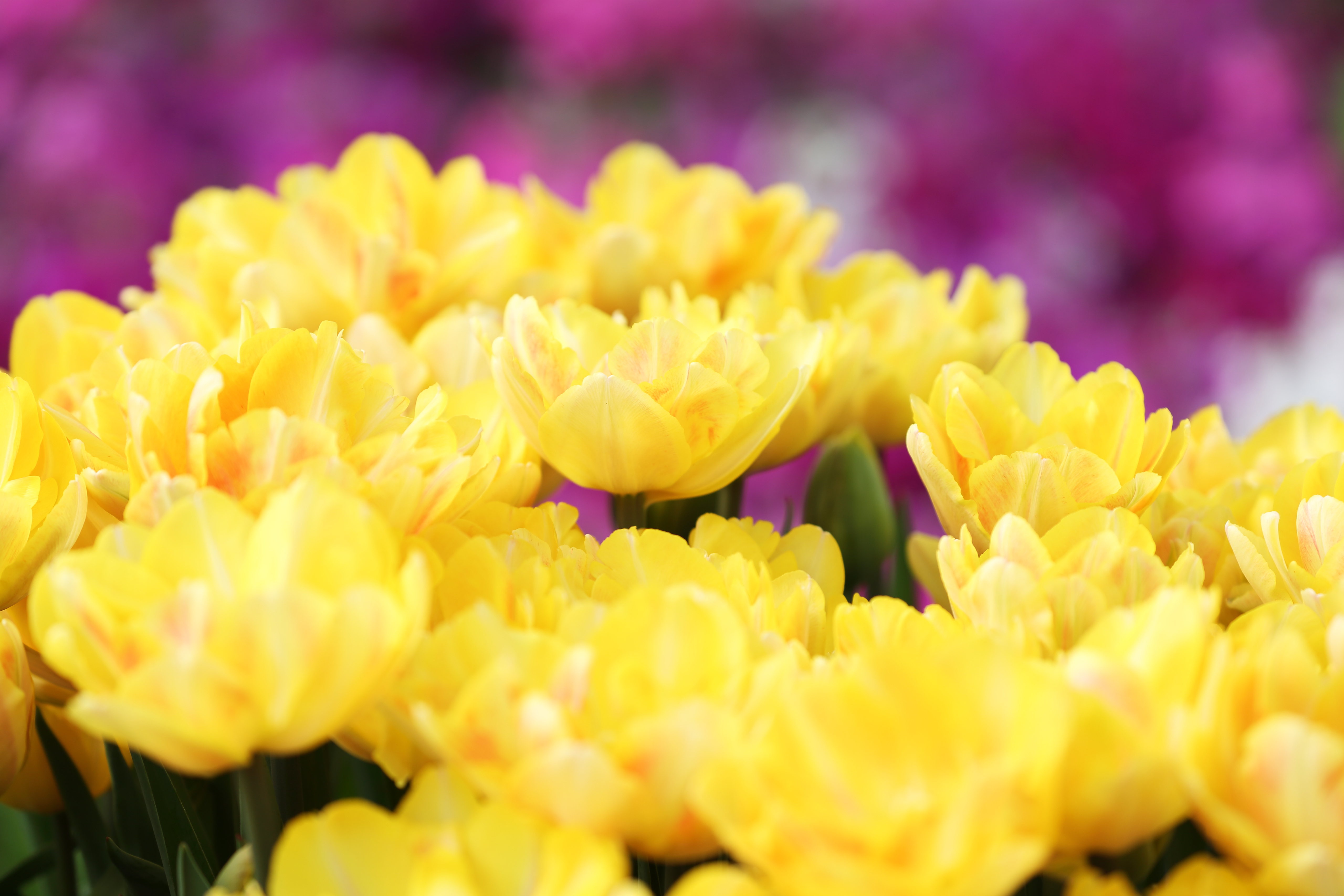 Download Nature Tulip 4k Ultra HD Wallpaper