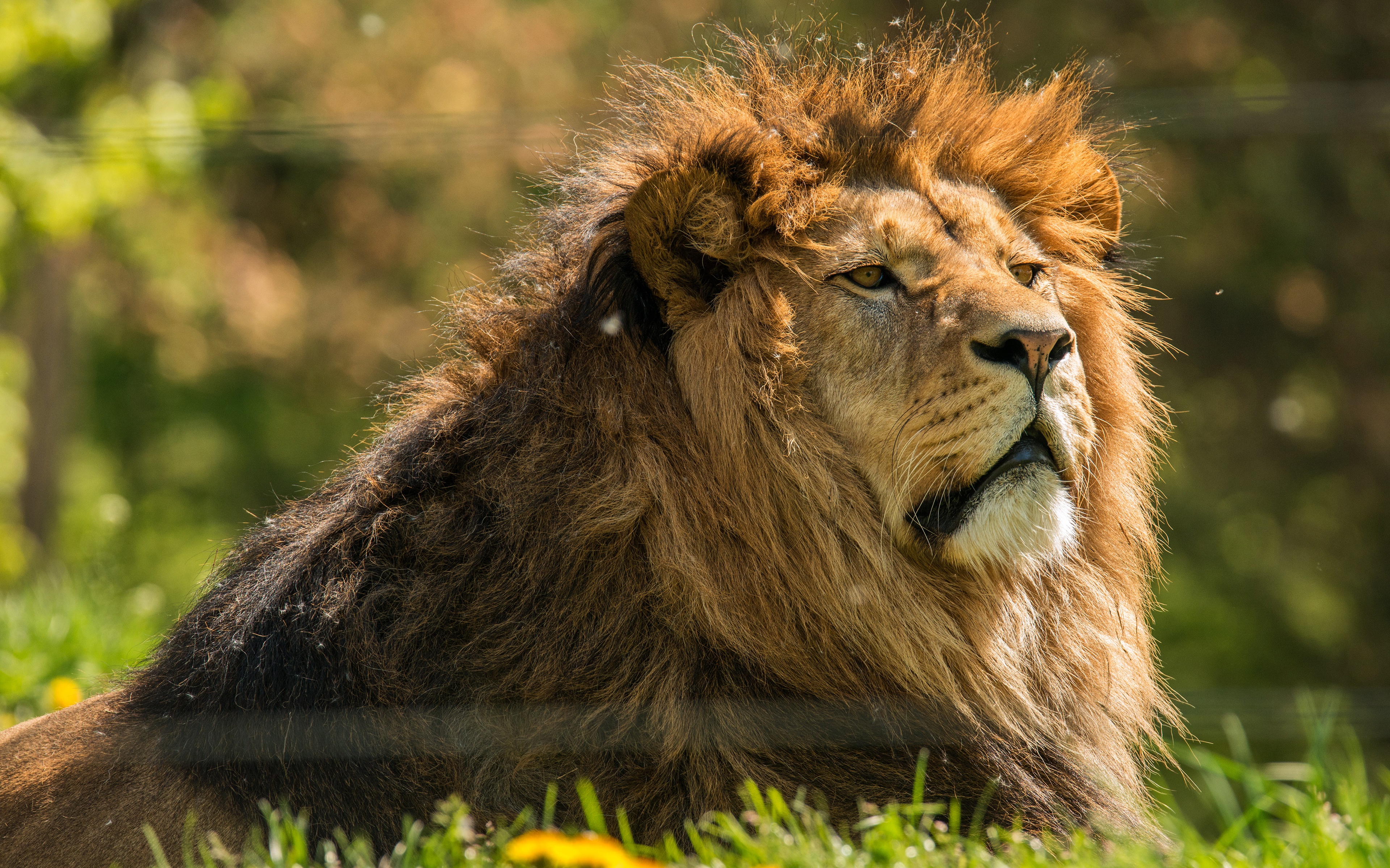 Lion 4k Ultra HD Wallpaper | Background Image | 3840x2400