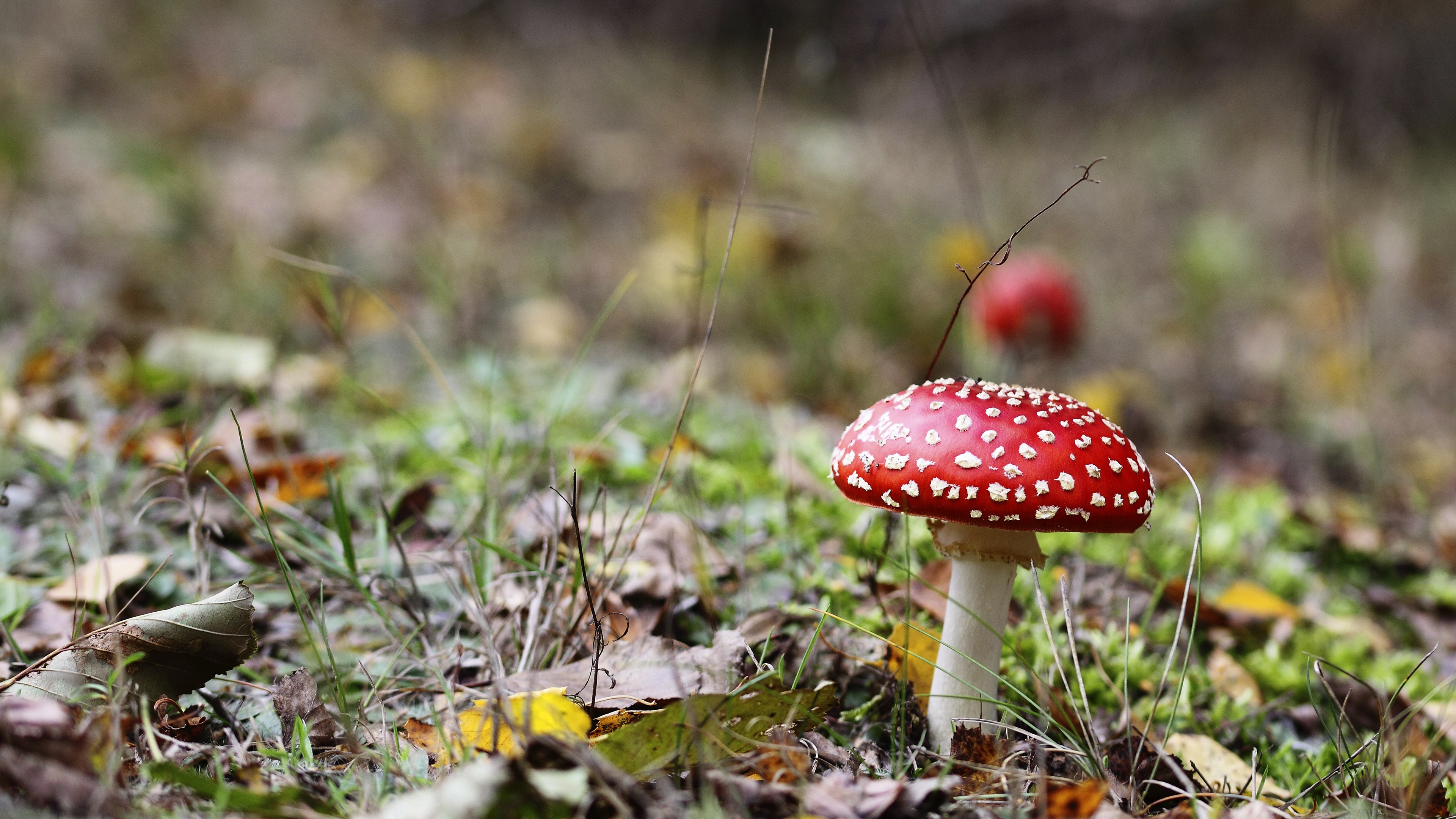 Nature Mushroom HD Wallpaper | Background Image