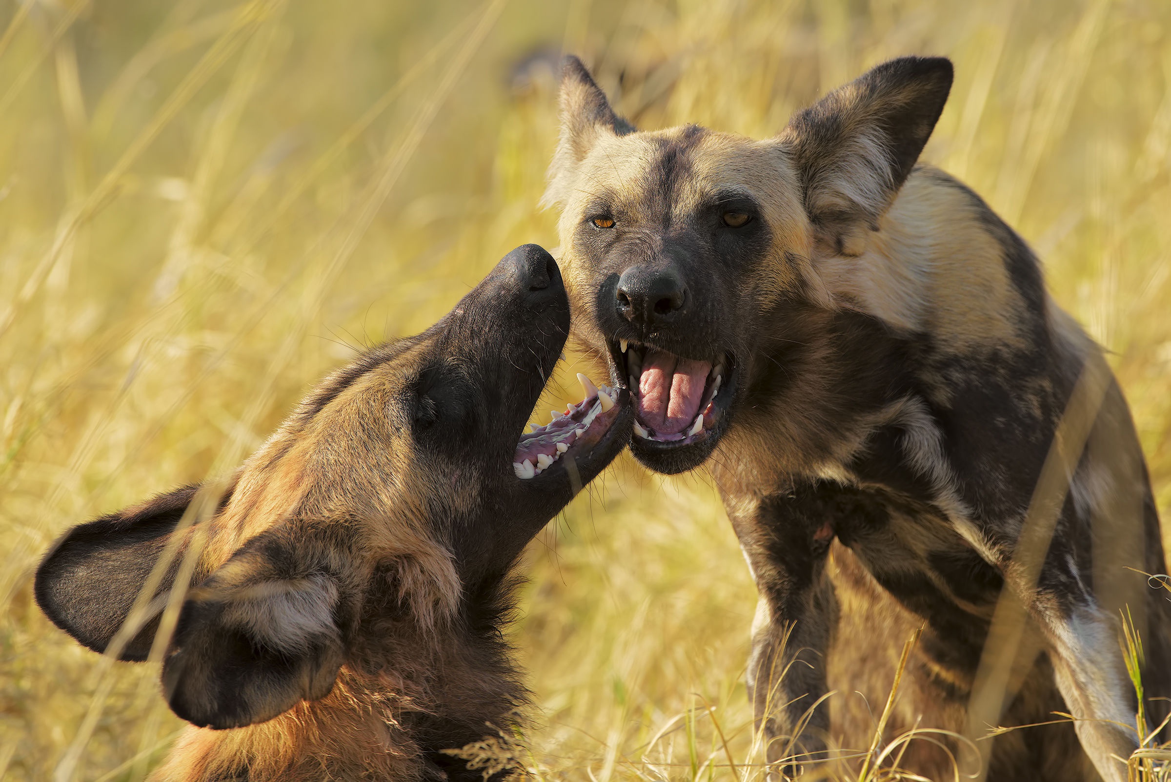 Animal African wild dog HD Wallpaper | Background Image