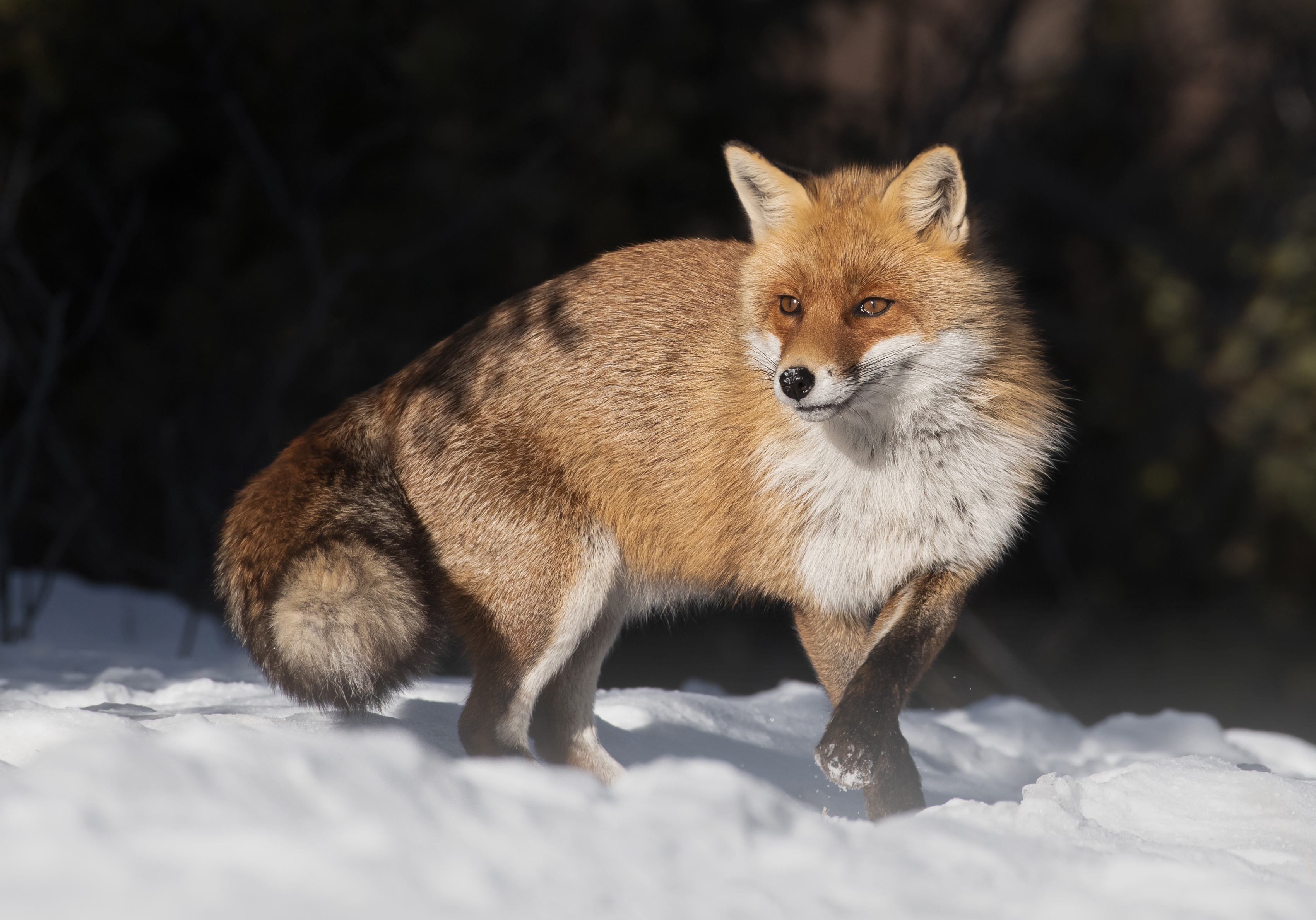 Download Animal Fox HD Wallpaper