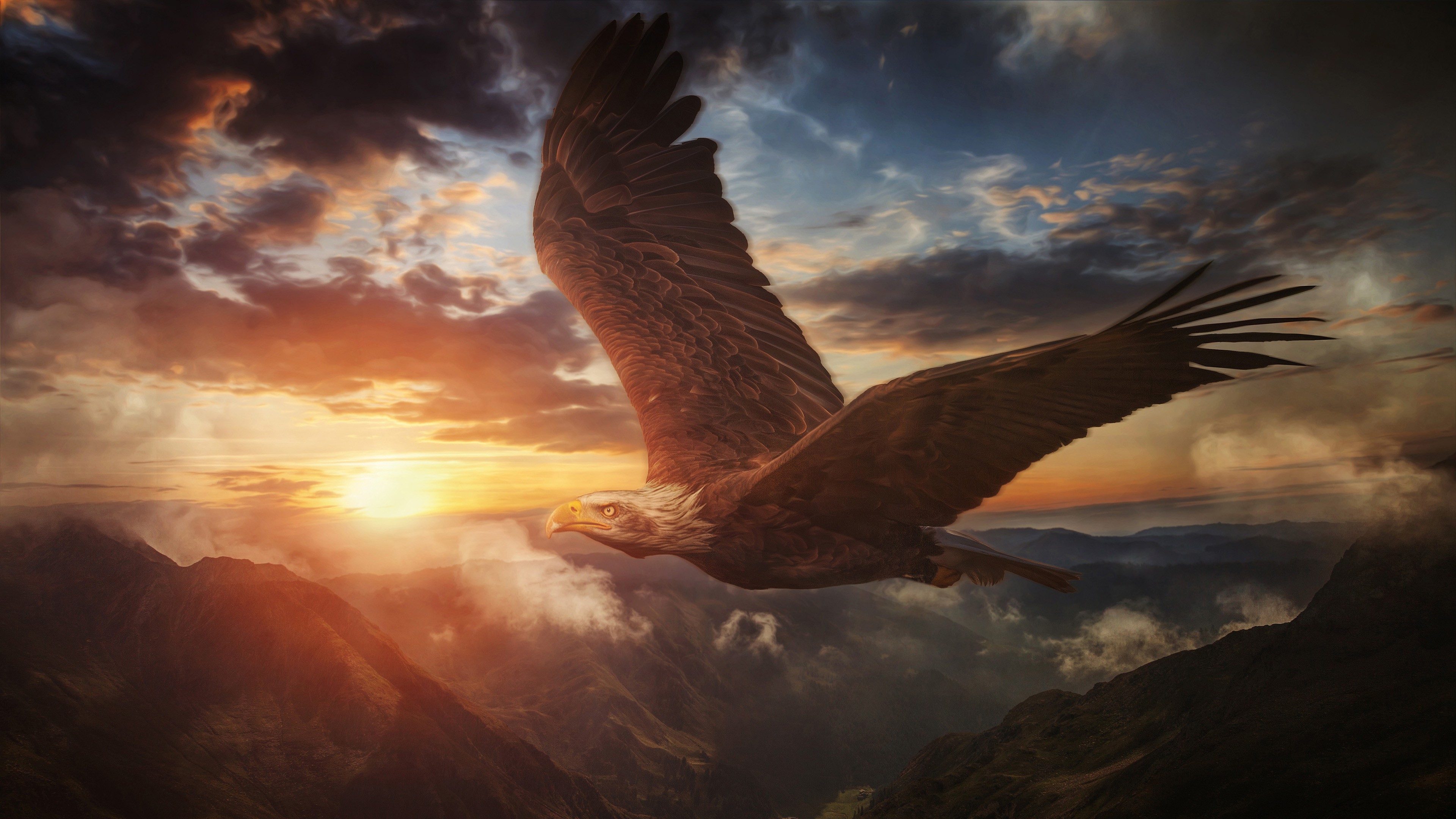 Bald Eagle 4k Ultra HD Wallpaper by Chris Frank