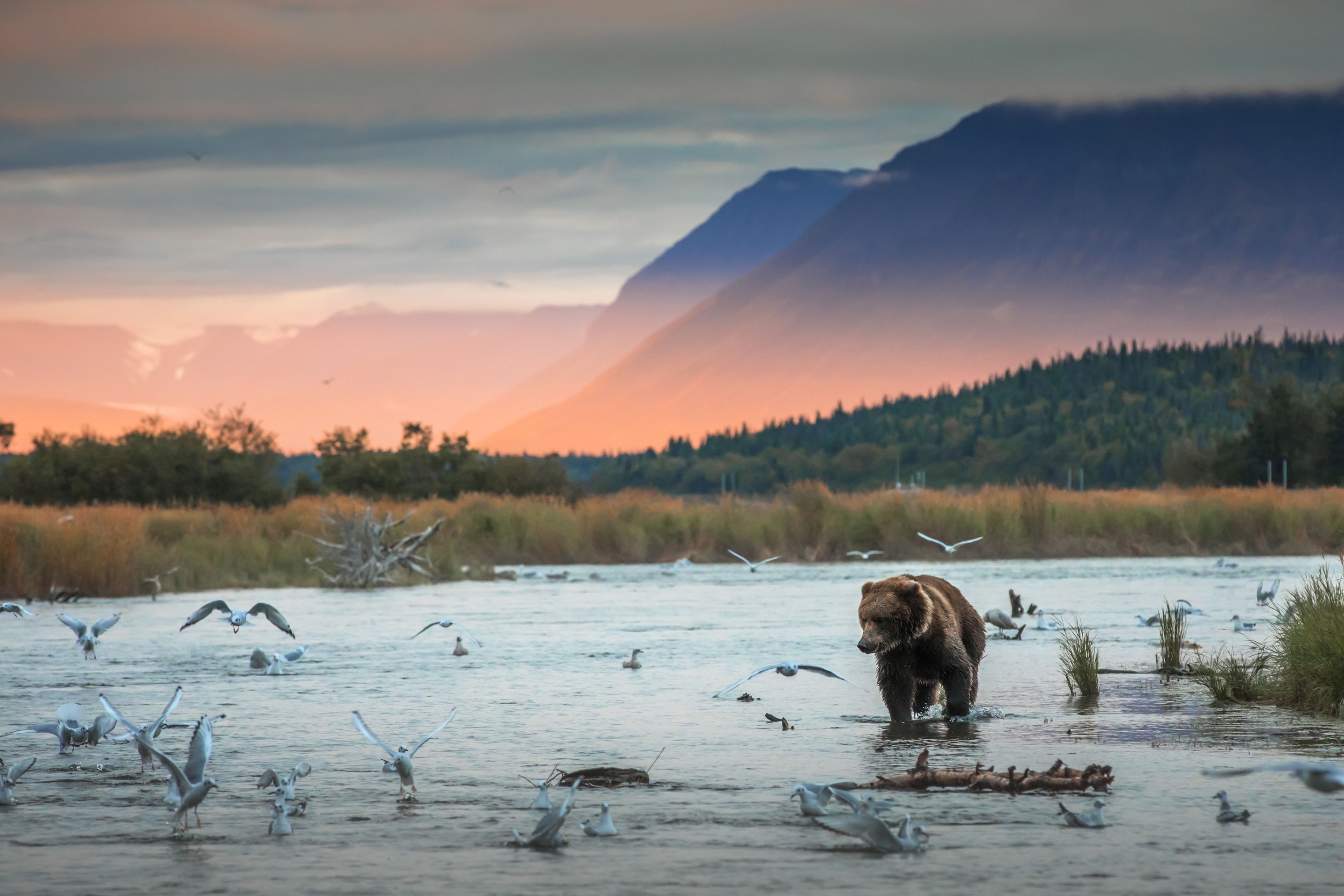 Download River Animal Bear HD Wallpaper