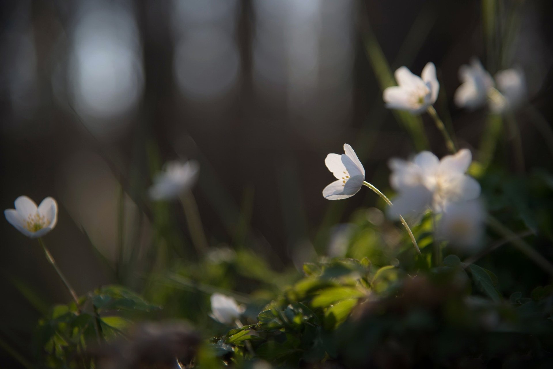 HD PC desktop wallpaper featuring delicate white anemone flowers blooming in a serene spring nature setting with soft, natural lighting and blurred background.