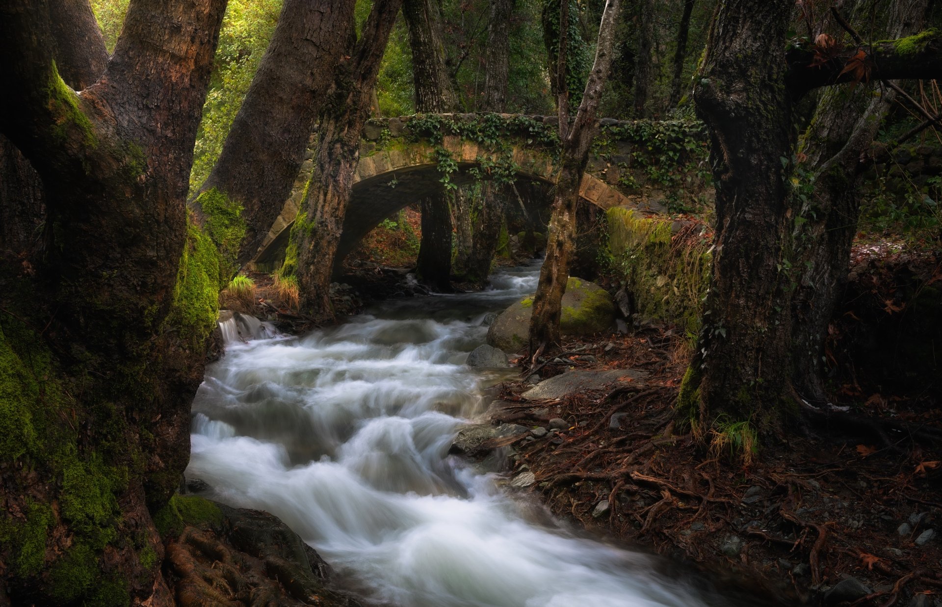 Download Stream River Forest Moss Man Made Bridge 4k Ultra HD Wallpaper