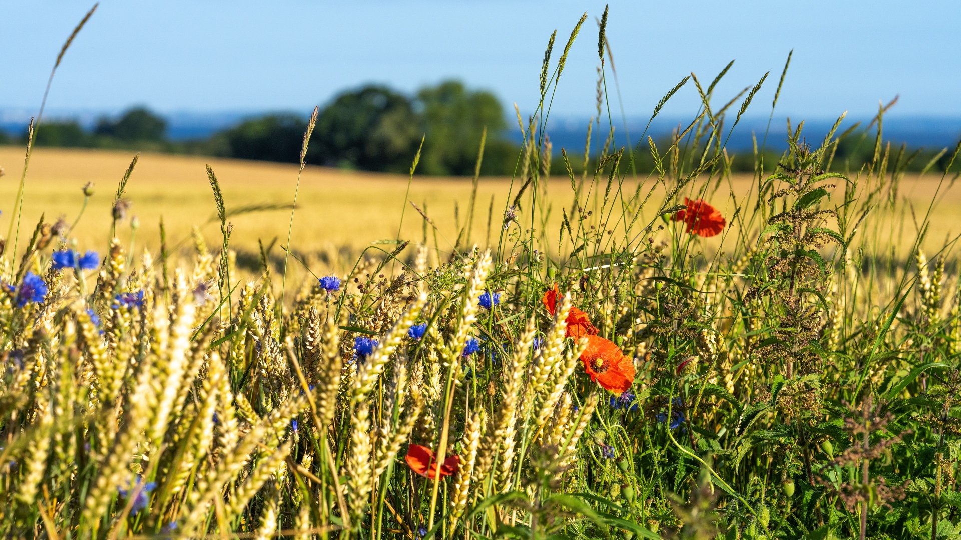 A vibrant summer field with golden wheat, bright red poppies, and blue cornflowers under a clear sky, captured in 4K Ultra HD for a PC desktop wallpaper.