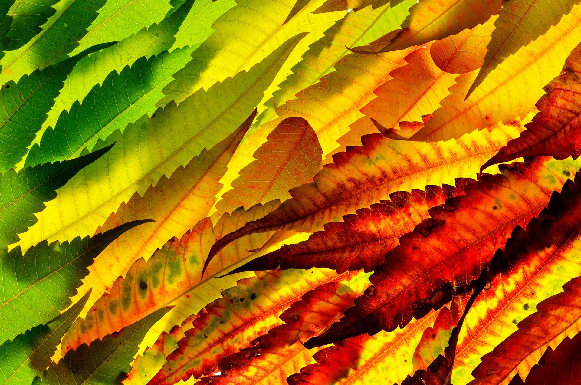 Nature Leaf 4k Ultra HD Wallpaper