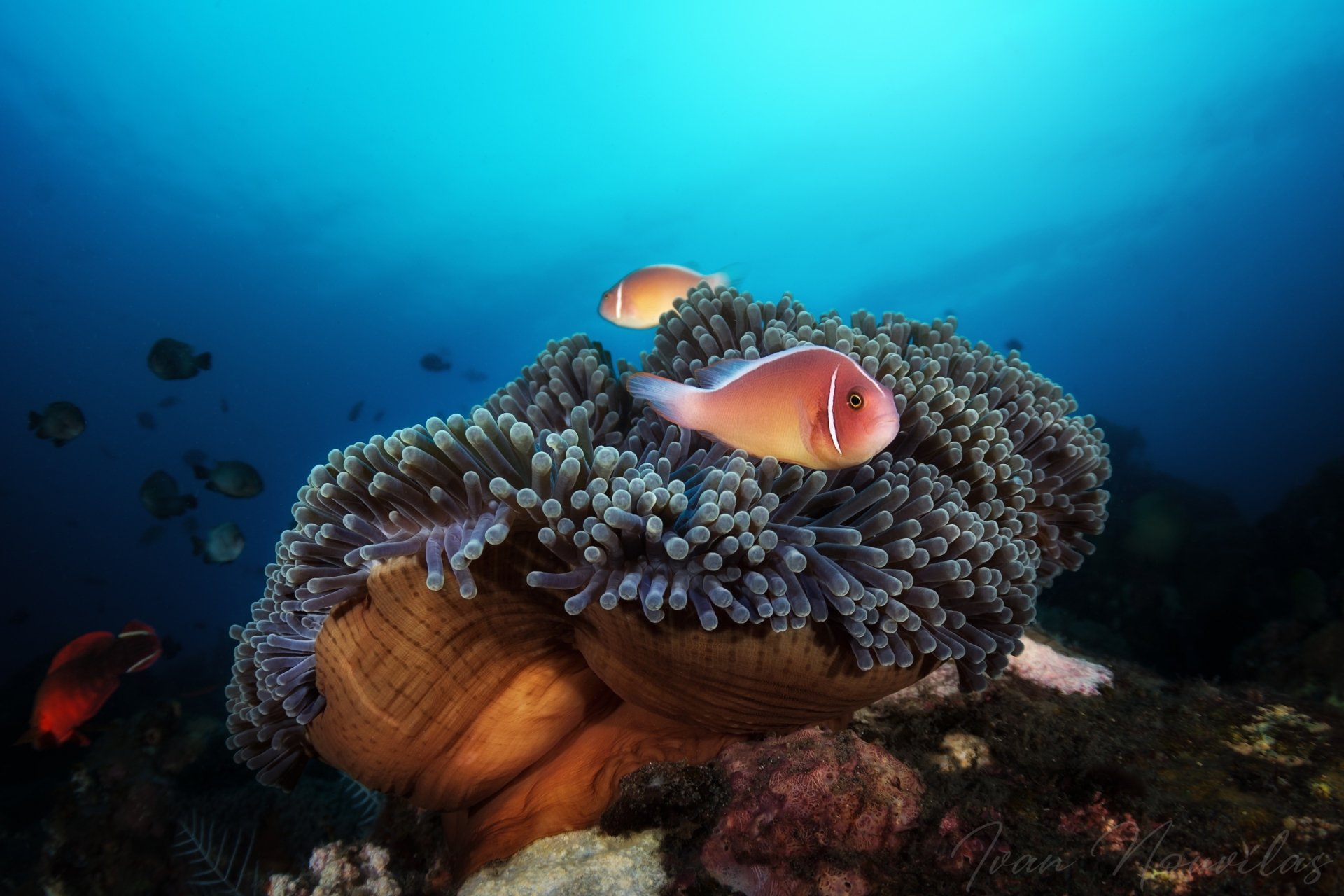 Download Sea Anemone Underwater Animal Fish HD Wallpaper
