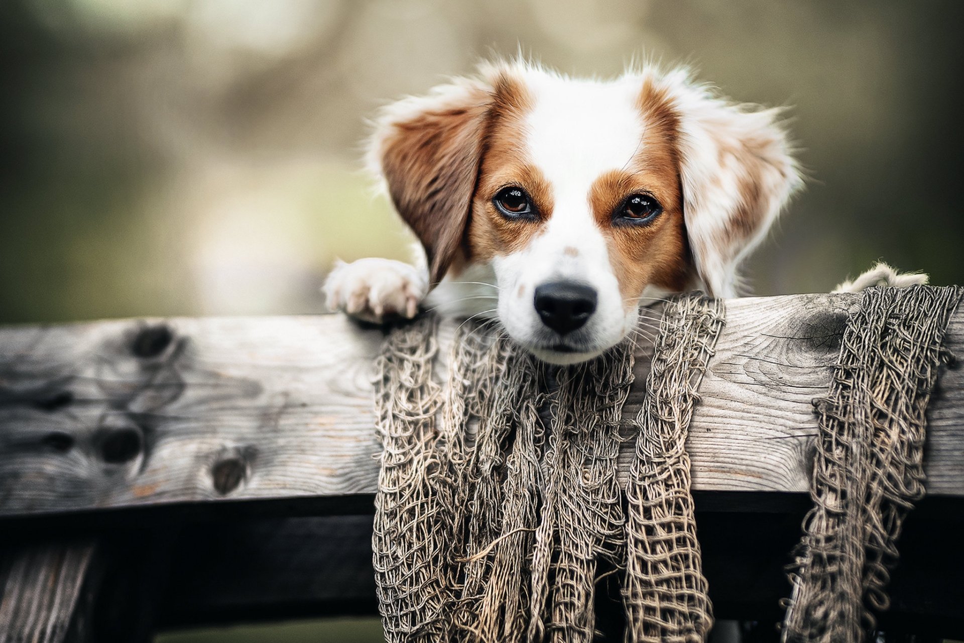 Kooikerhondje puppy peeking over a rustic wooden fence with netting and a soft bokeh backdrop — HD PC desktop wallpaper and background.