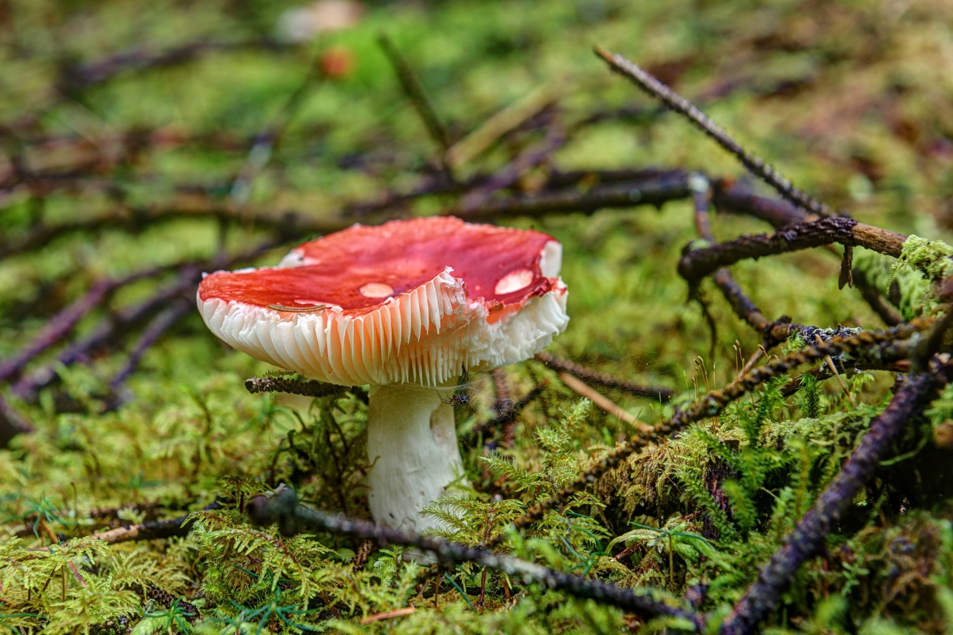Download Macro Fly Agaric Moss Nature Mushroom 4k Ultra HD Wallpaper