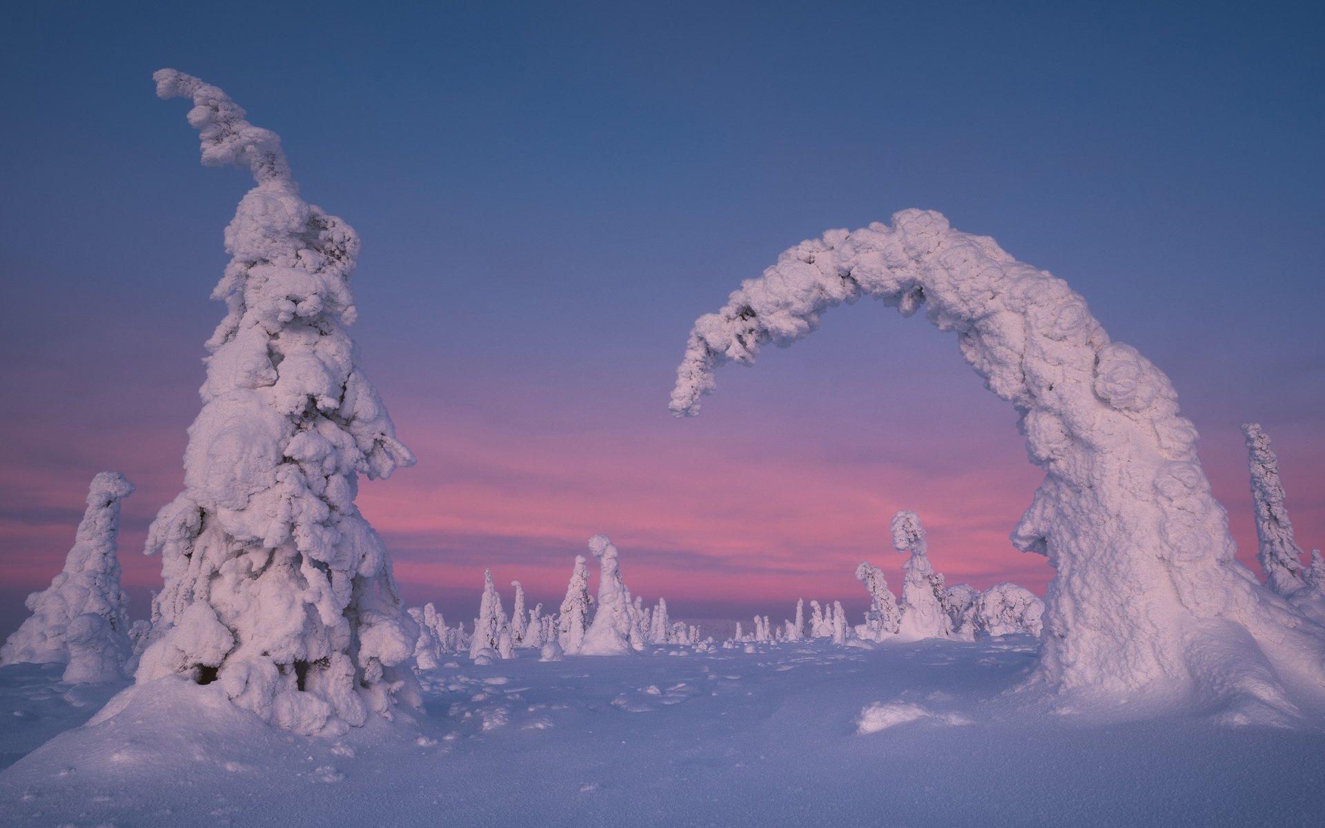 Download Tree Snow Nature Winter HD Wallpaper | 1920x1200 | Wallpaper Abyss
