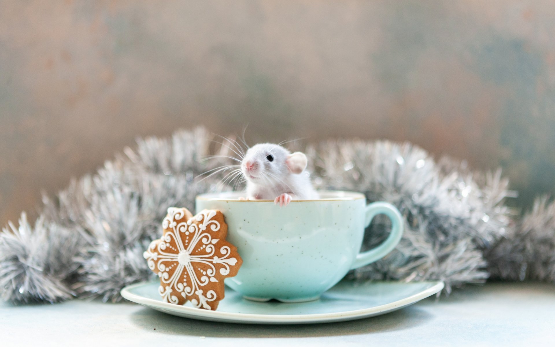 Download Animal Mouse HD Wallpaper