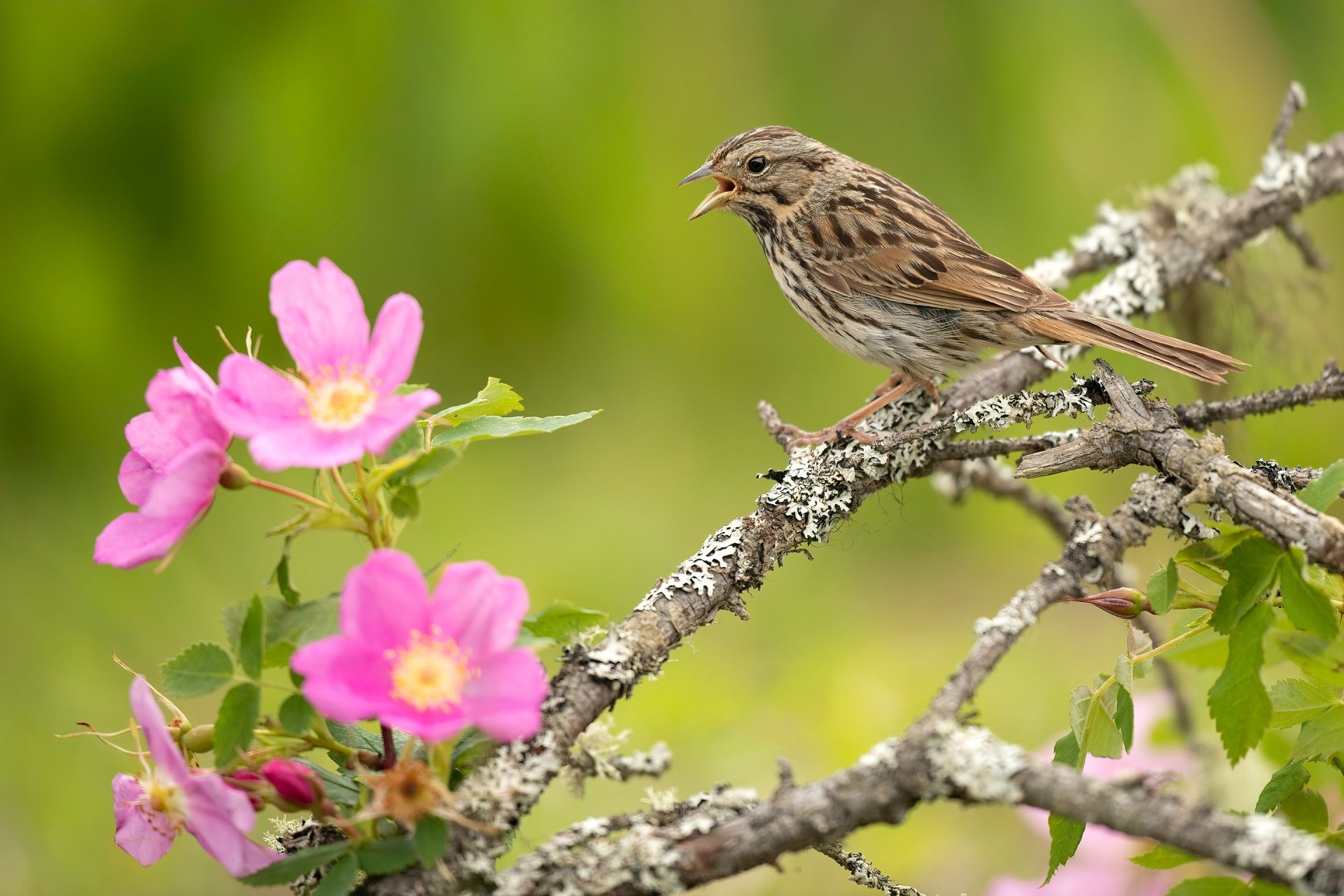 Download Bird Flower Animal Nightingale HD Wallpaper