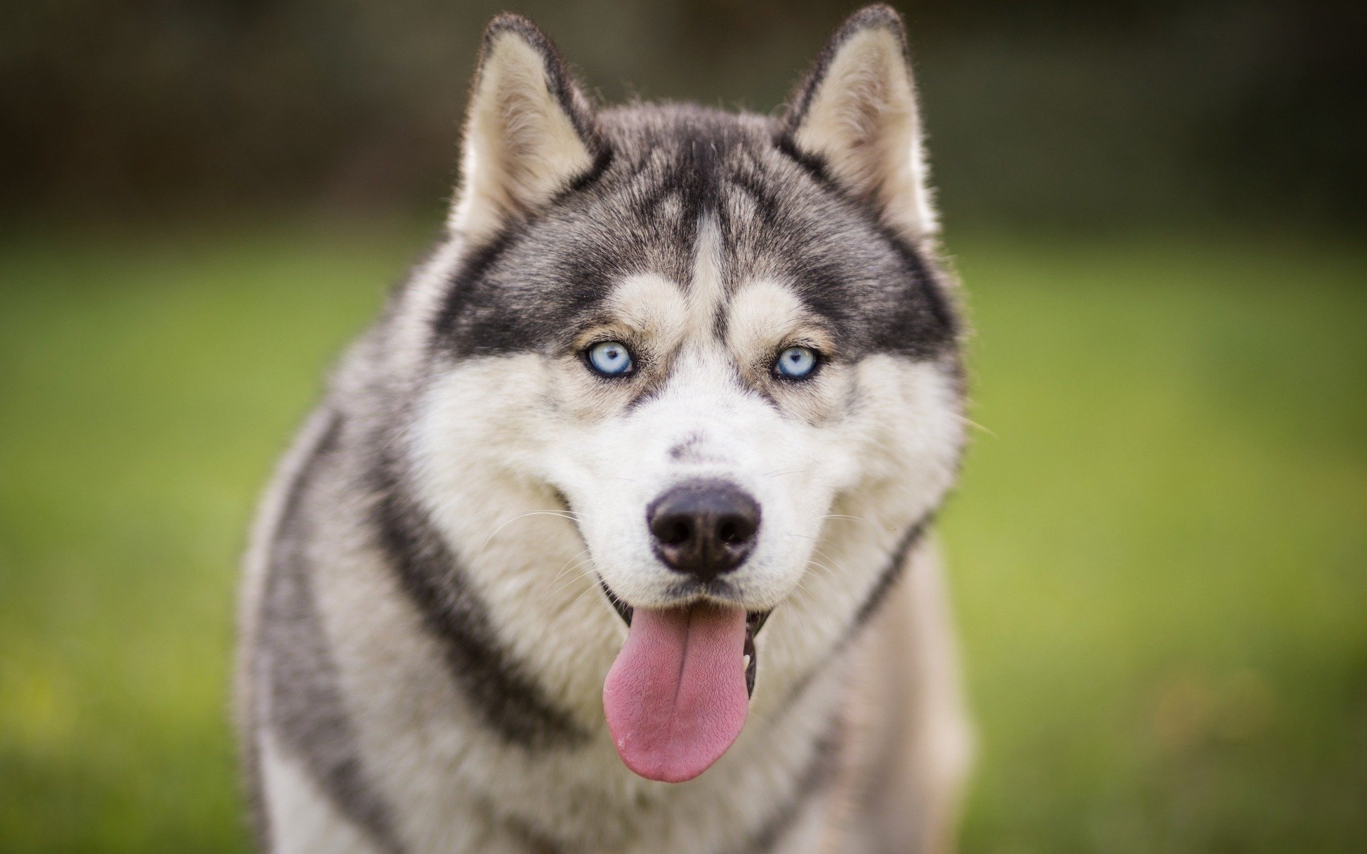 Download Dog Animal Husky HD Wallpaper