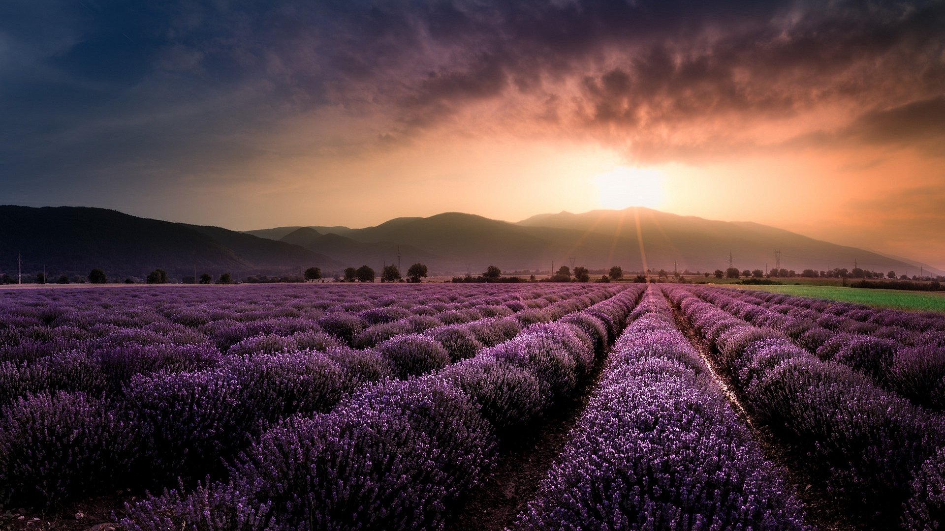 HD PC desktop wallpaper of a lavender field at sunset: rows of purple flowers stretching to sunlit hills under a dramatic sky.