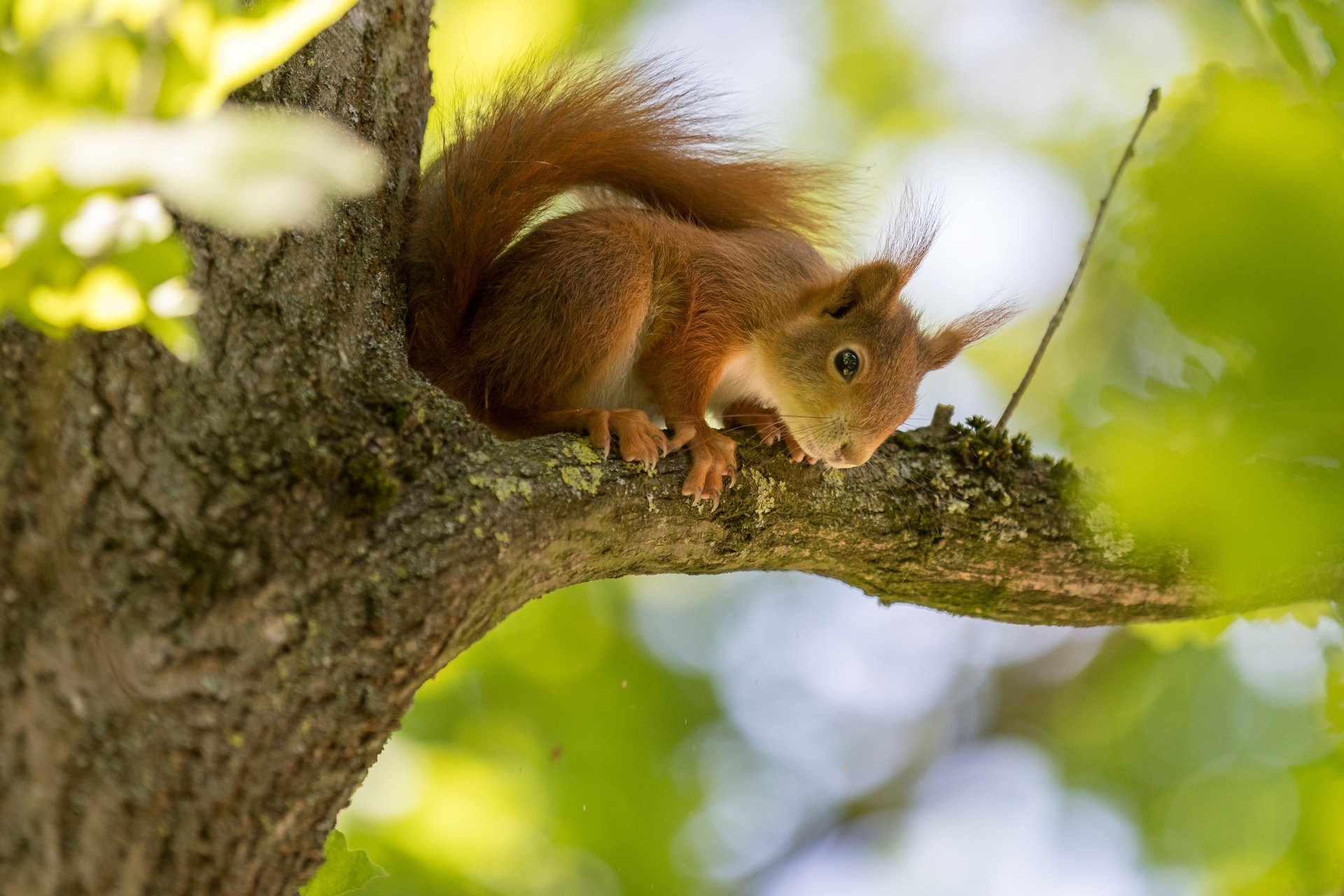 Download Rodent Animal Squirrel 4k Ultra HD Wallpaper