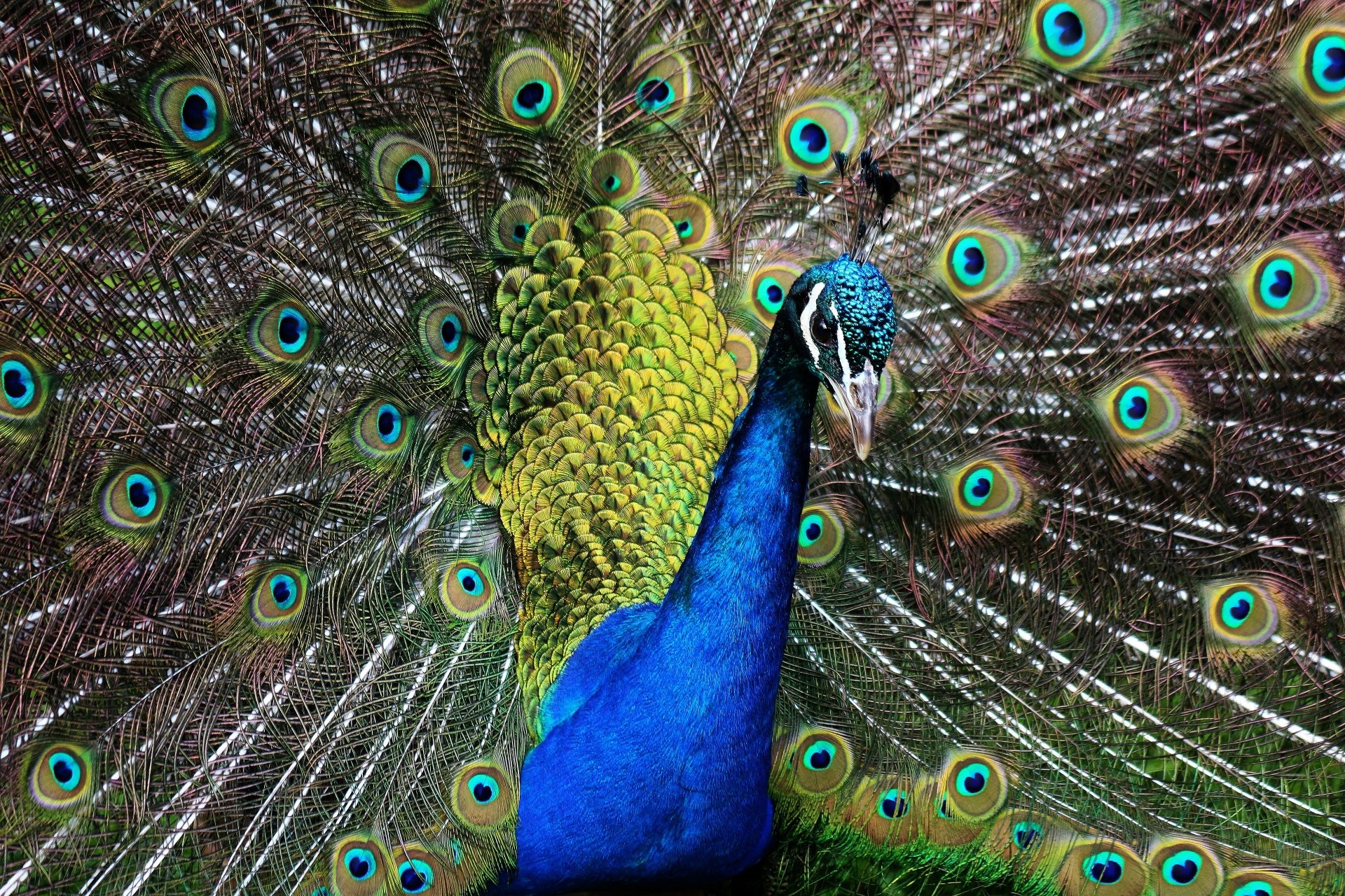 Download Bird Animal Peacock 4k Ultra HD Wallpaper