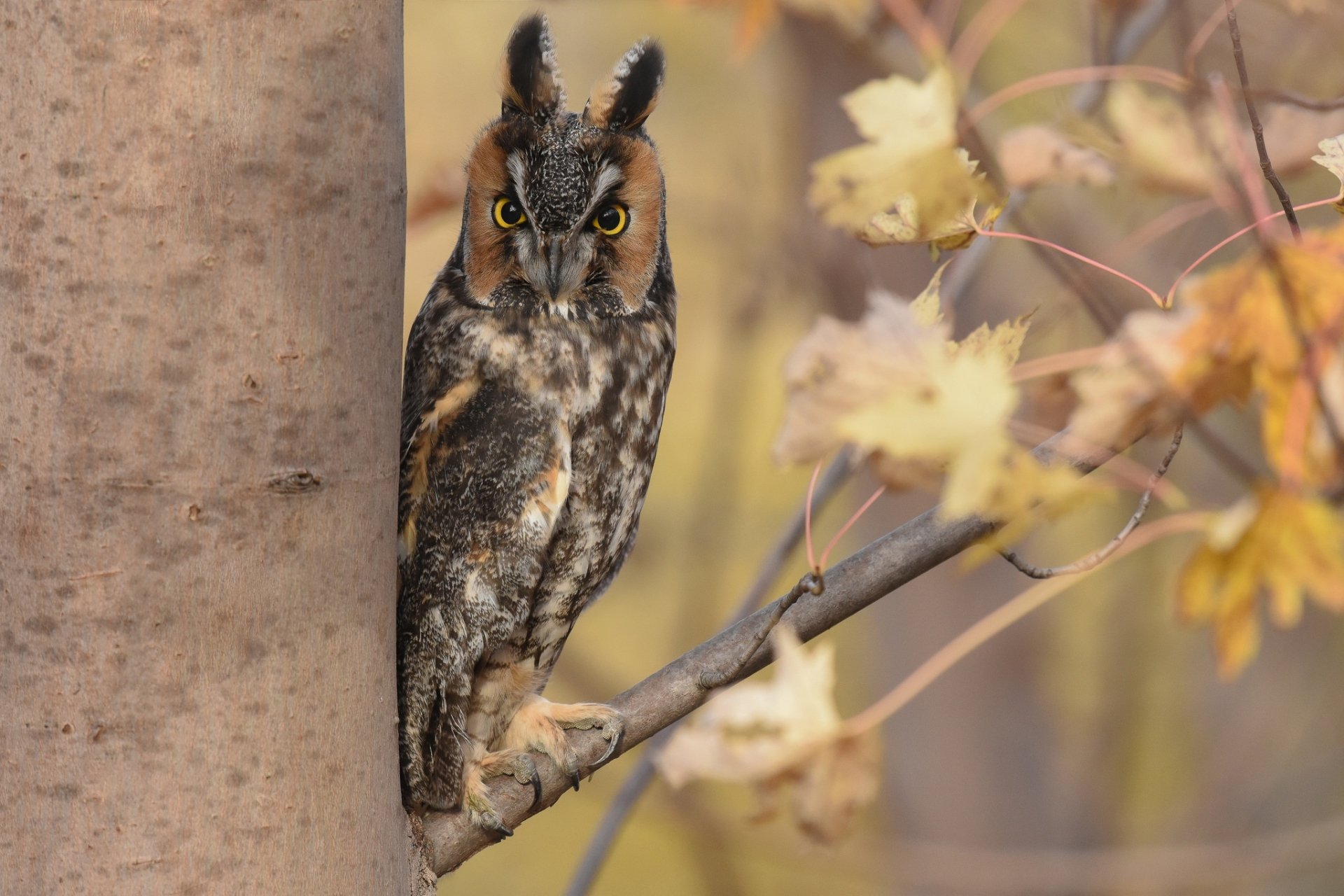 Download Long Eared Owl Bird Animal Owl HD Wallpaper
