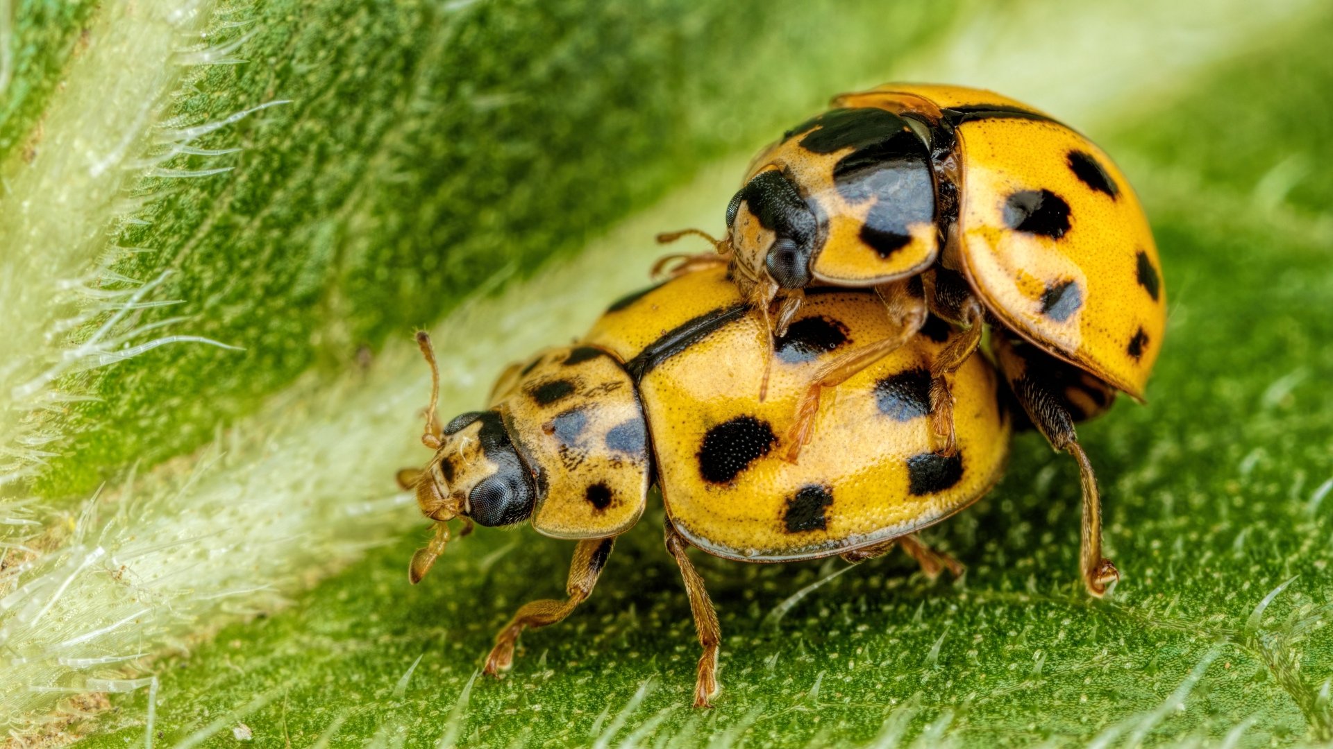 Download Animal Ladybug 4k Ultra HD Wallpaper
