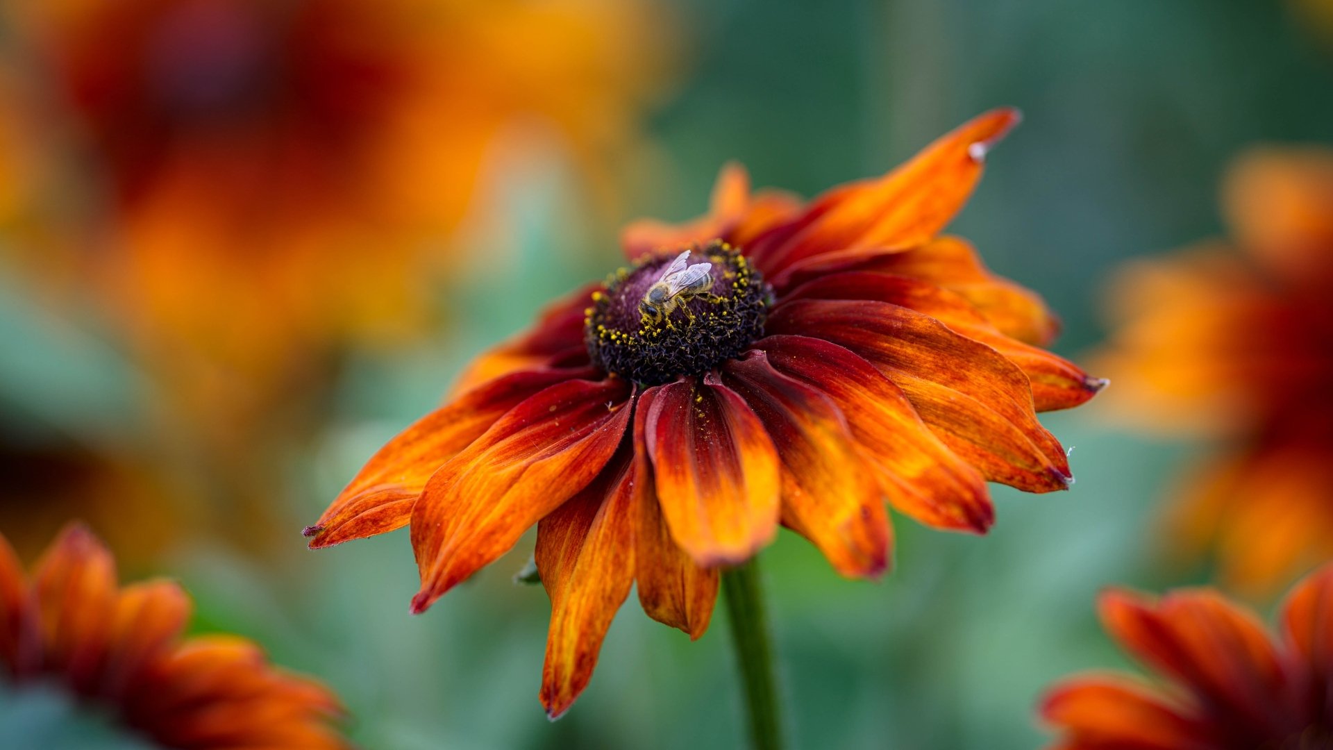 Download Fly Rudbeckia Flower Nature Black-eyed Susan 4k Ultra HD Wallpaper