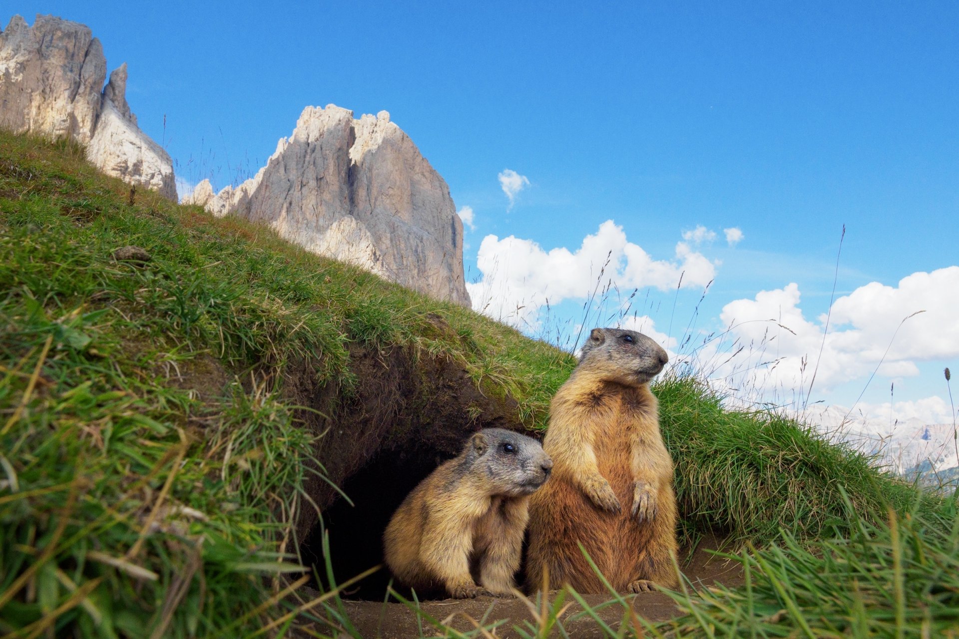 Download Animal Marmot HD Wallpaper