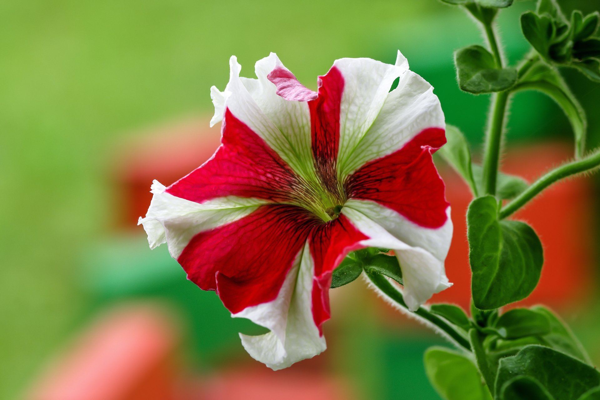 Download Flower Nature Petunia 4k Ultra HD Wallpaper