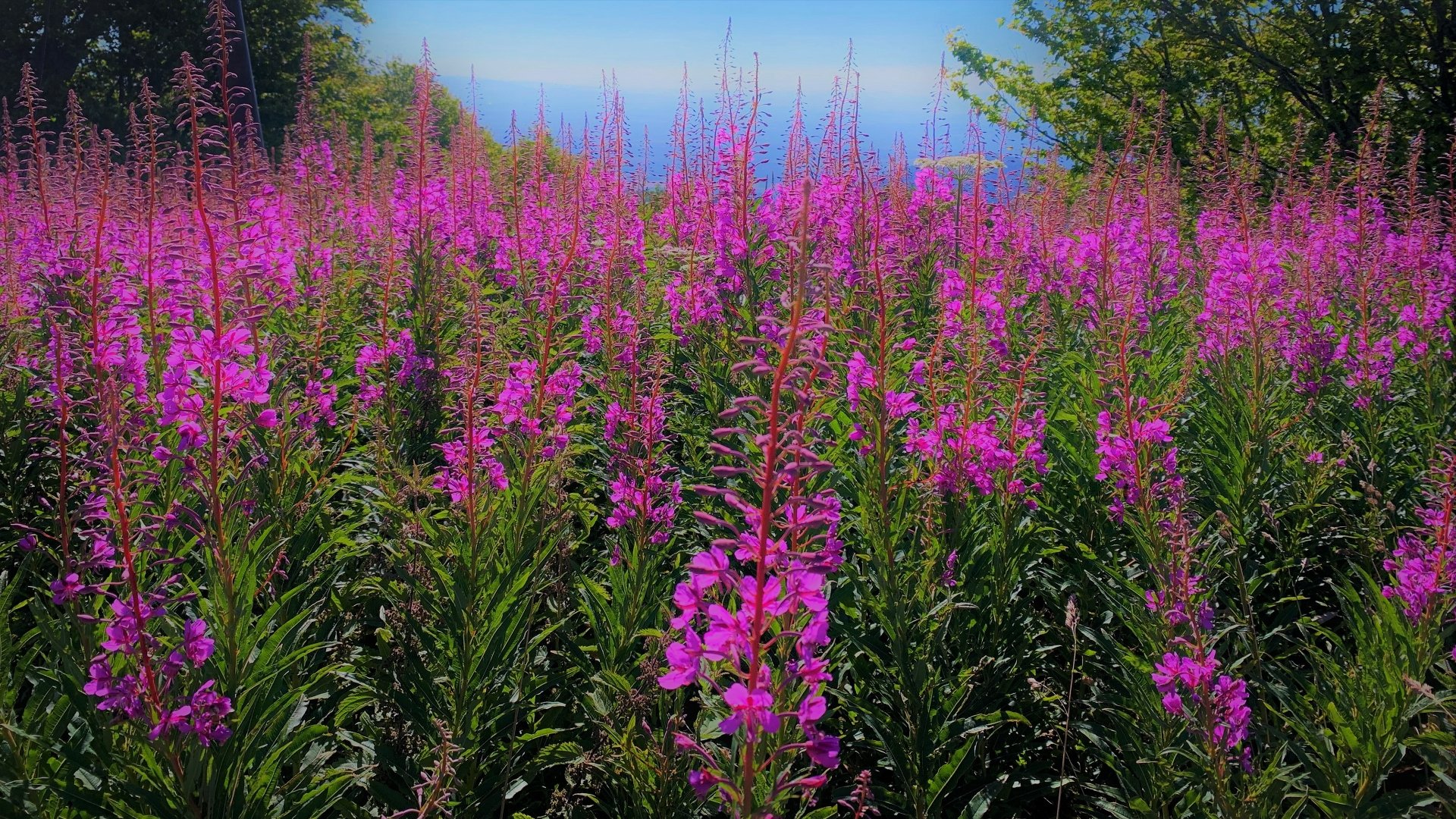 Download Meadow Fireweed Nature Flower 4k Ultra HD Wallpaper