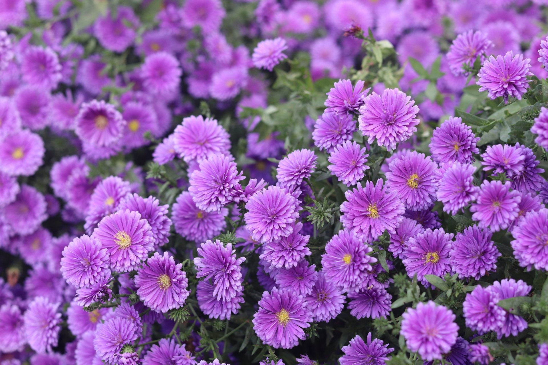 Download Flower Nature Chrysanthemum 4k Ultra HD Wallpaper