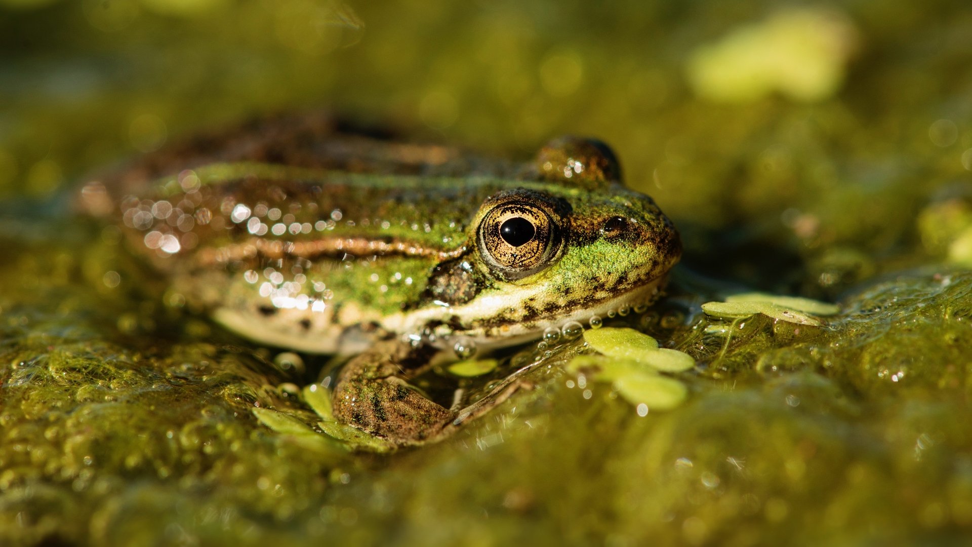 Download Close-up Water Animal Frog 4k Ultra HD Wallpaper