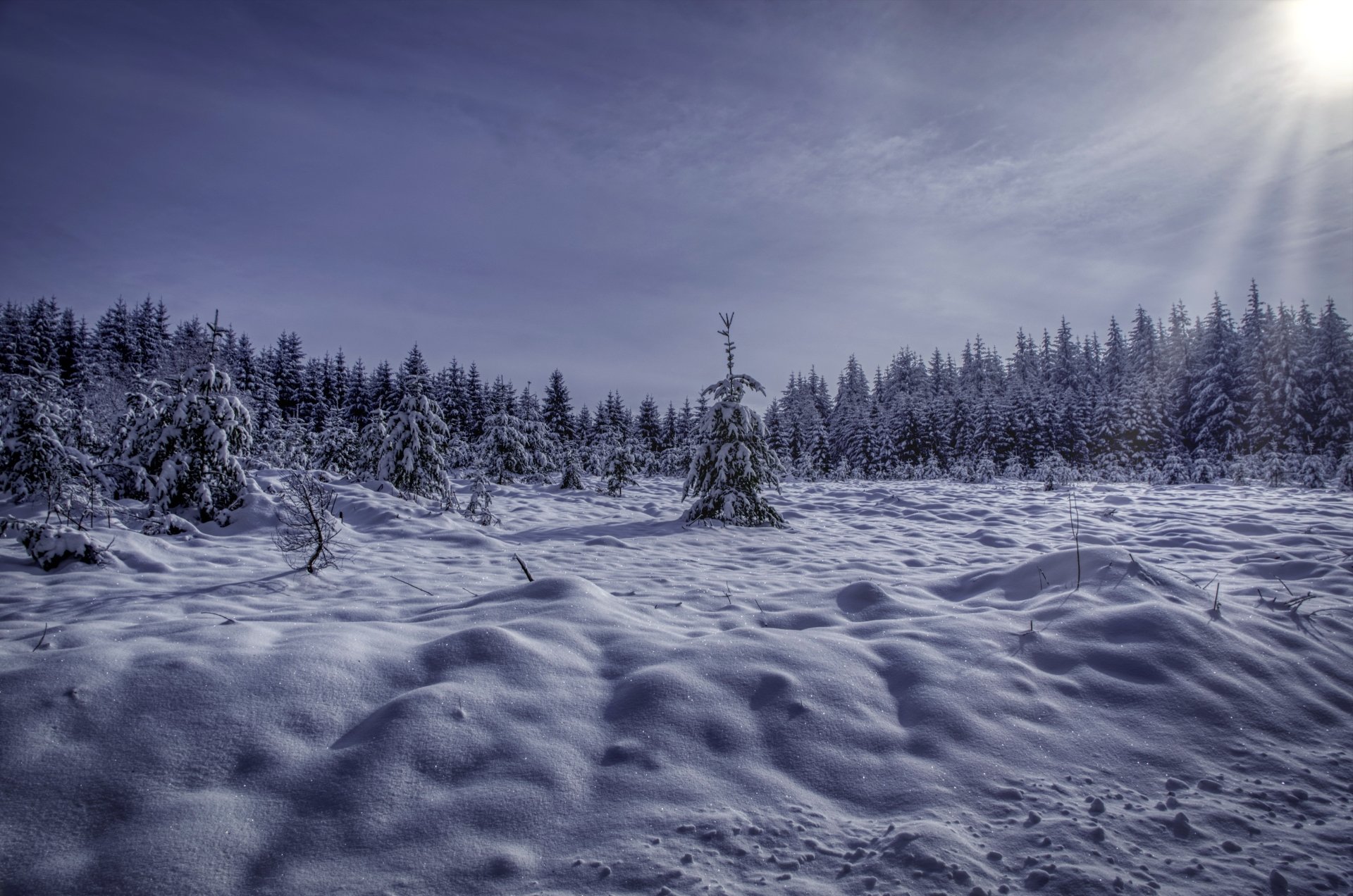 Download Morning Snow Forest Nature Winter 4k Ultra HD Wallpaper