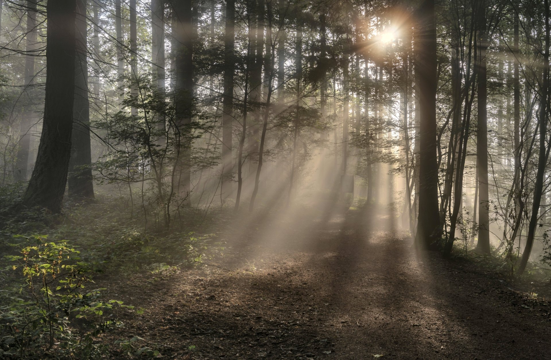 Download Morning Dawn Fog Forest Nature Sunbeam 4k Ultra HD Wallpaper ...