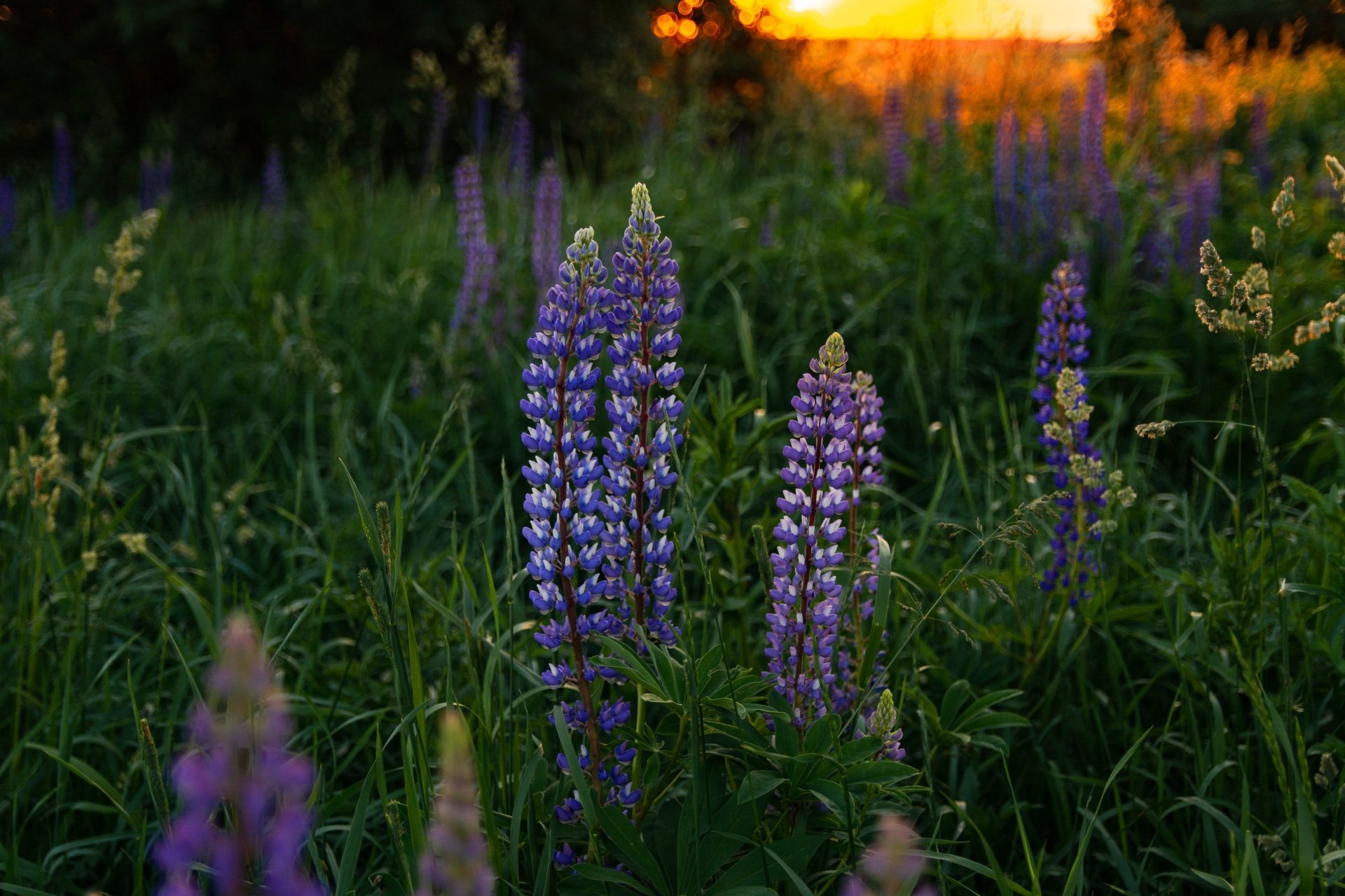 Nature Lupine 4k Ultra HD Wallpaper