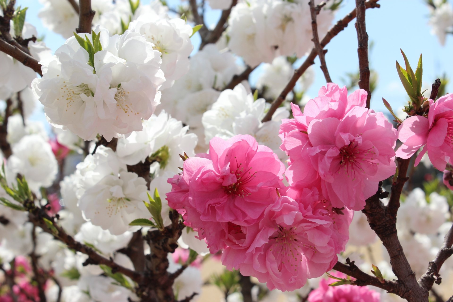 Download Blossom Spring Branch Flower Macro Nature Sakura 4k Ultra HD ...