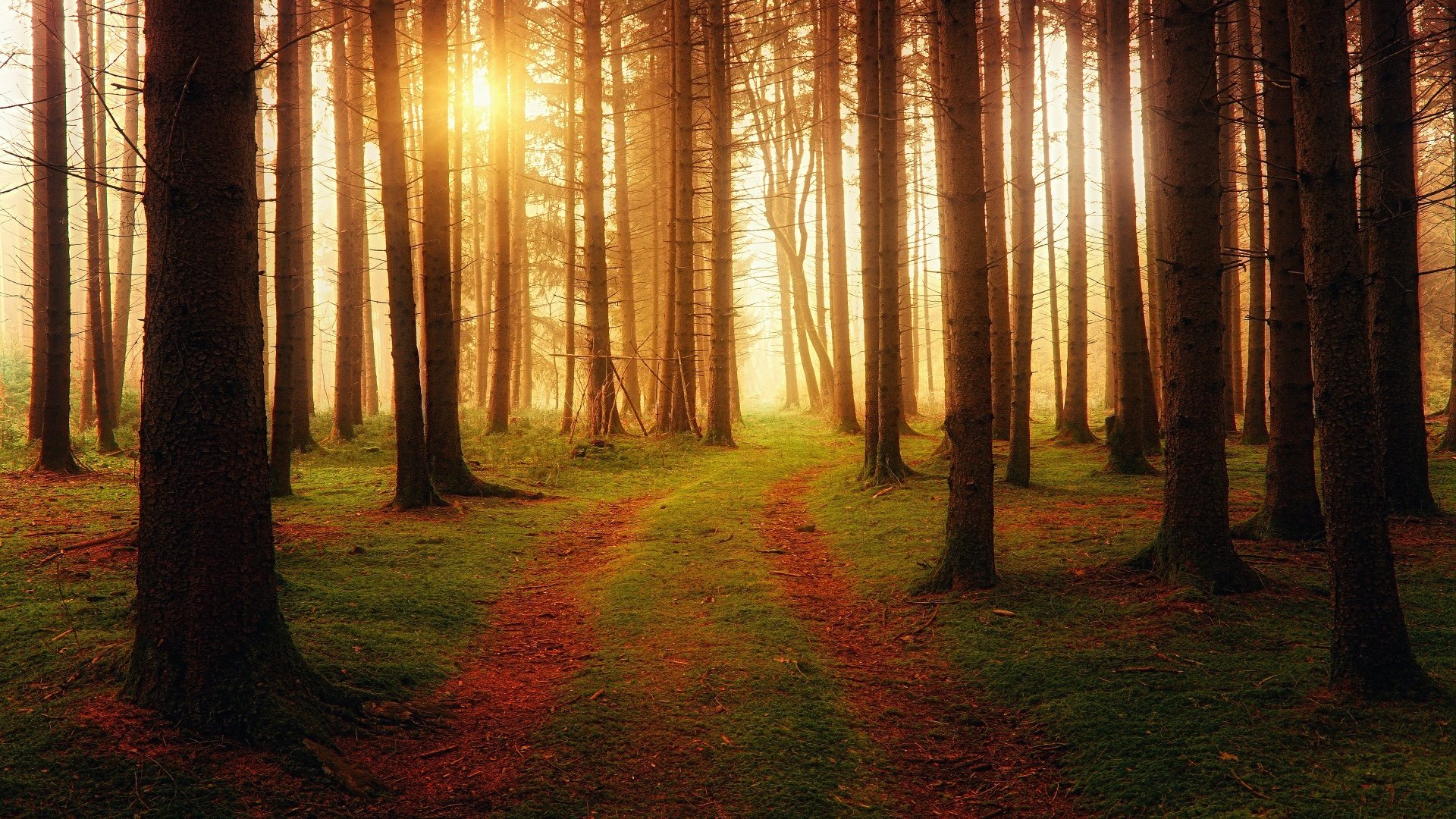 4K Ultra HD PC desktop wallpaper/background: sunlit pine forest in fall, a moss-lined path winding between tall trunks.