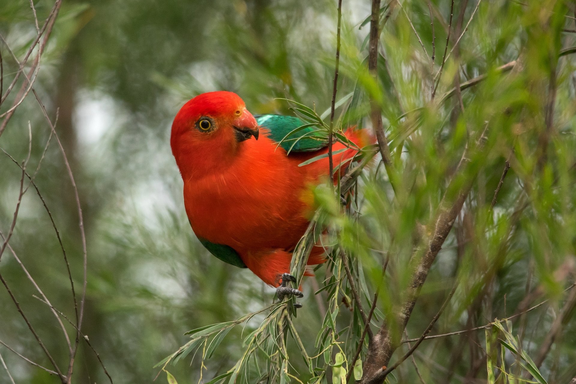 Download Australian King-Parrot Animal King Parrot HD Wallpaper