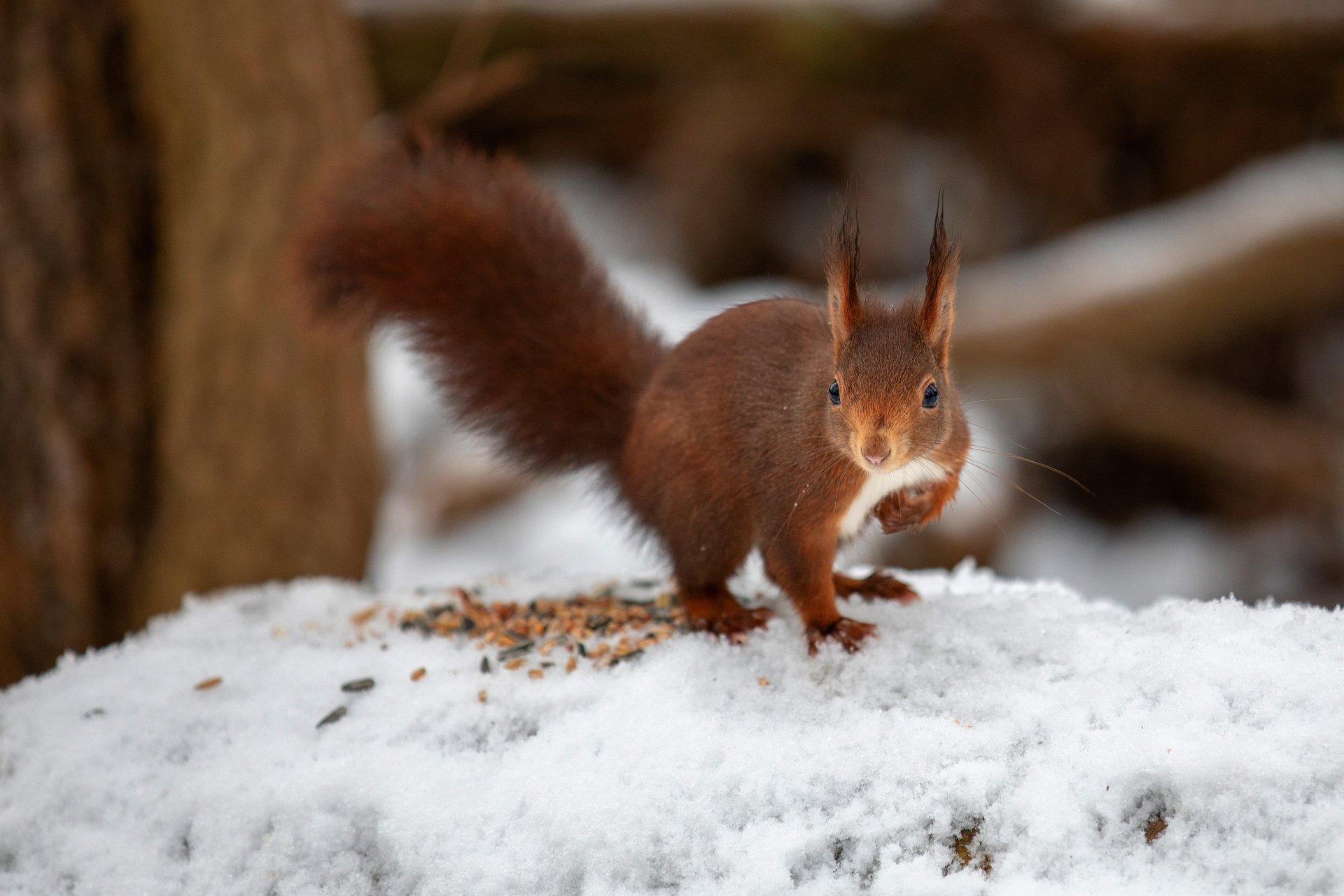 Download Seed Animal Squirrel 4k Ultra HD Wallpaper