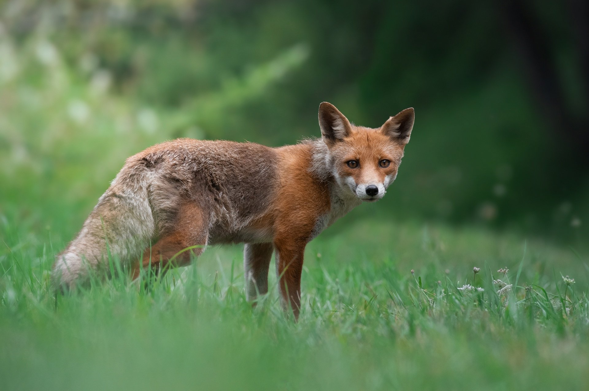 Download Animal Fox HD Wallpaper